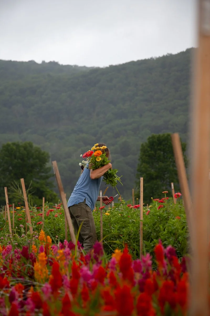 Zinnia harvest at a local flower farm.