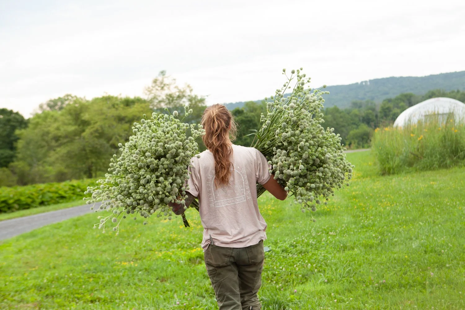 Alisa lending a hand during a wholesale harvest.