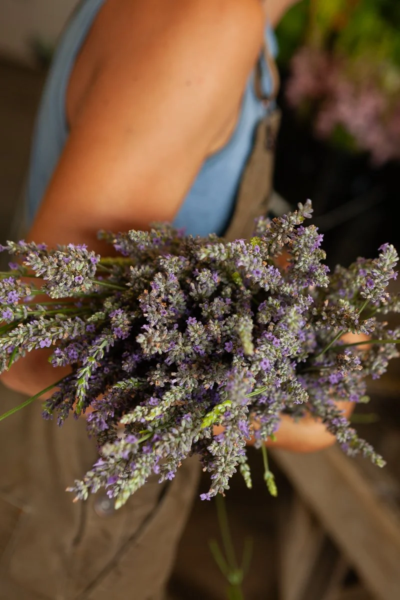 Just-harvest local lavender