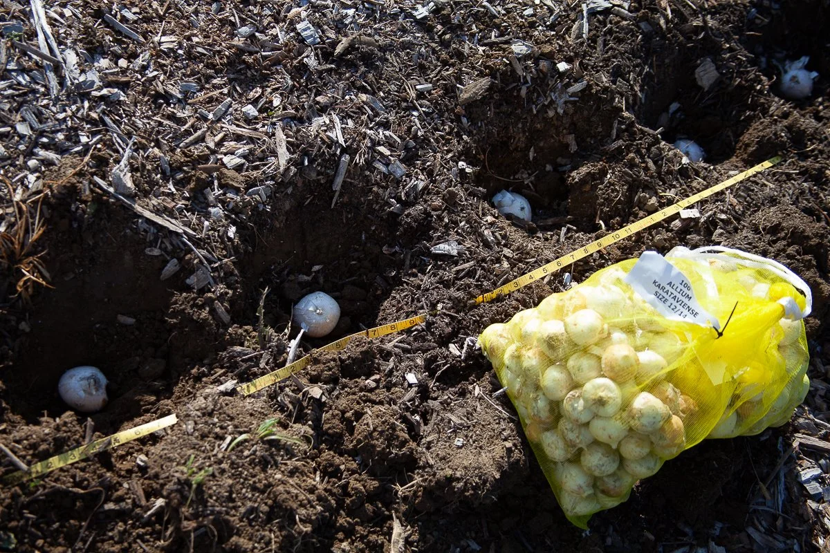 Spring planting, step-by-step