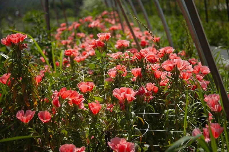 Clarkia grown in Amenia, NY