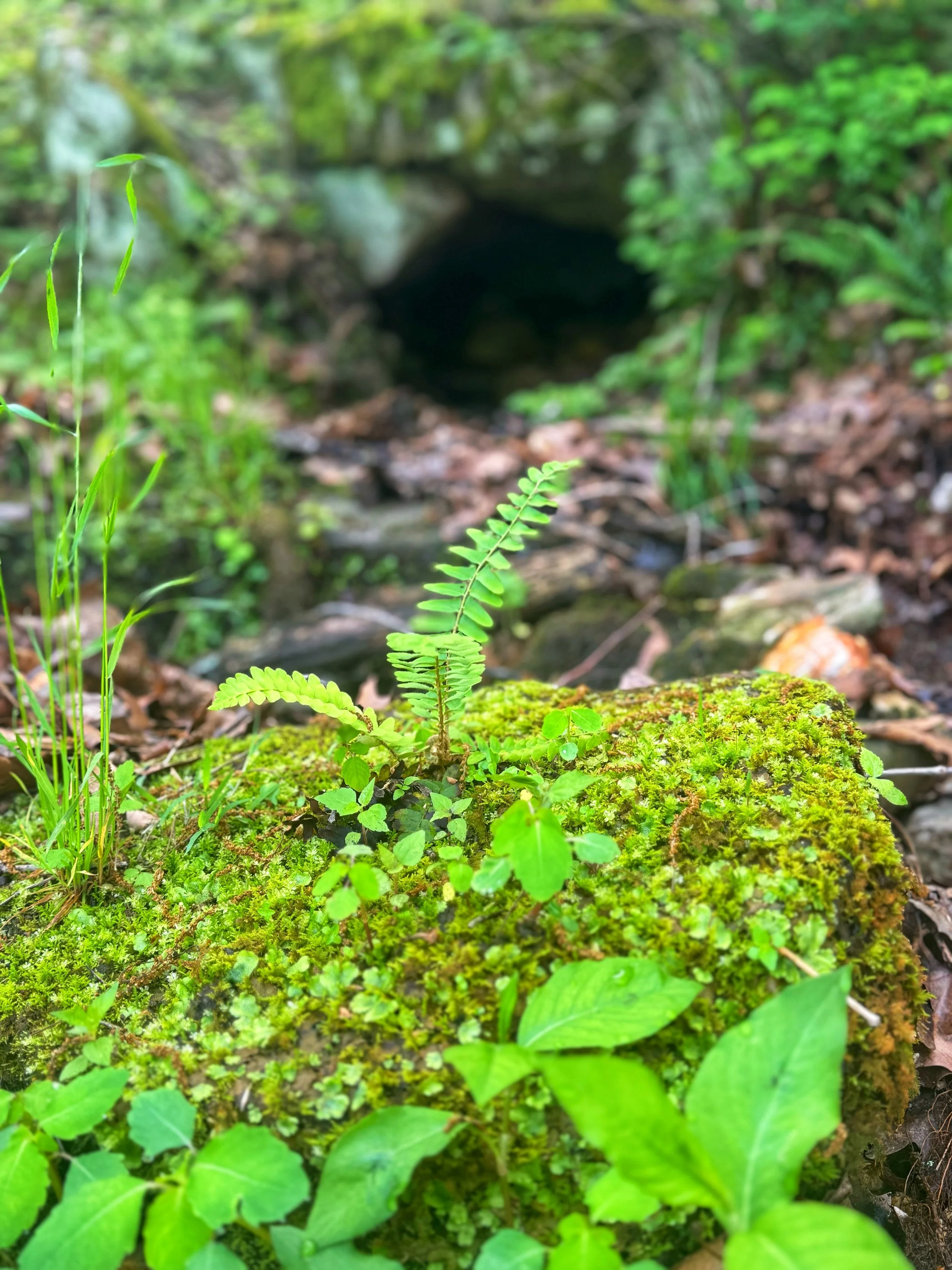 When the Earth Trembled: Wishing You a Very Supernatural Easter!