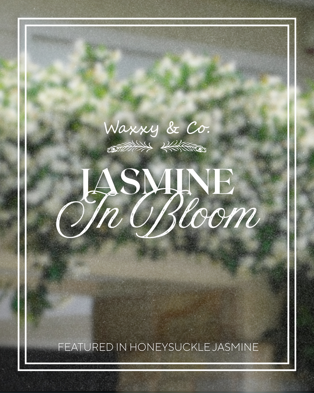 Jasmine Ingredient Poster 2.png