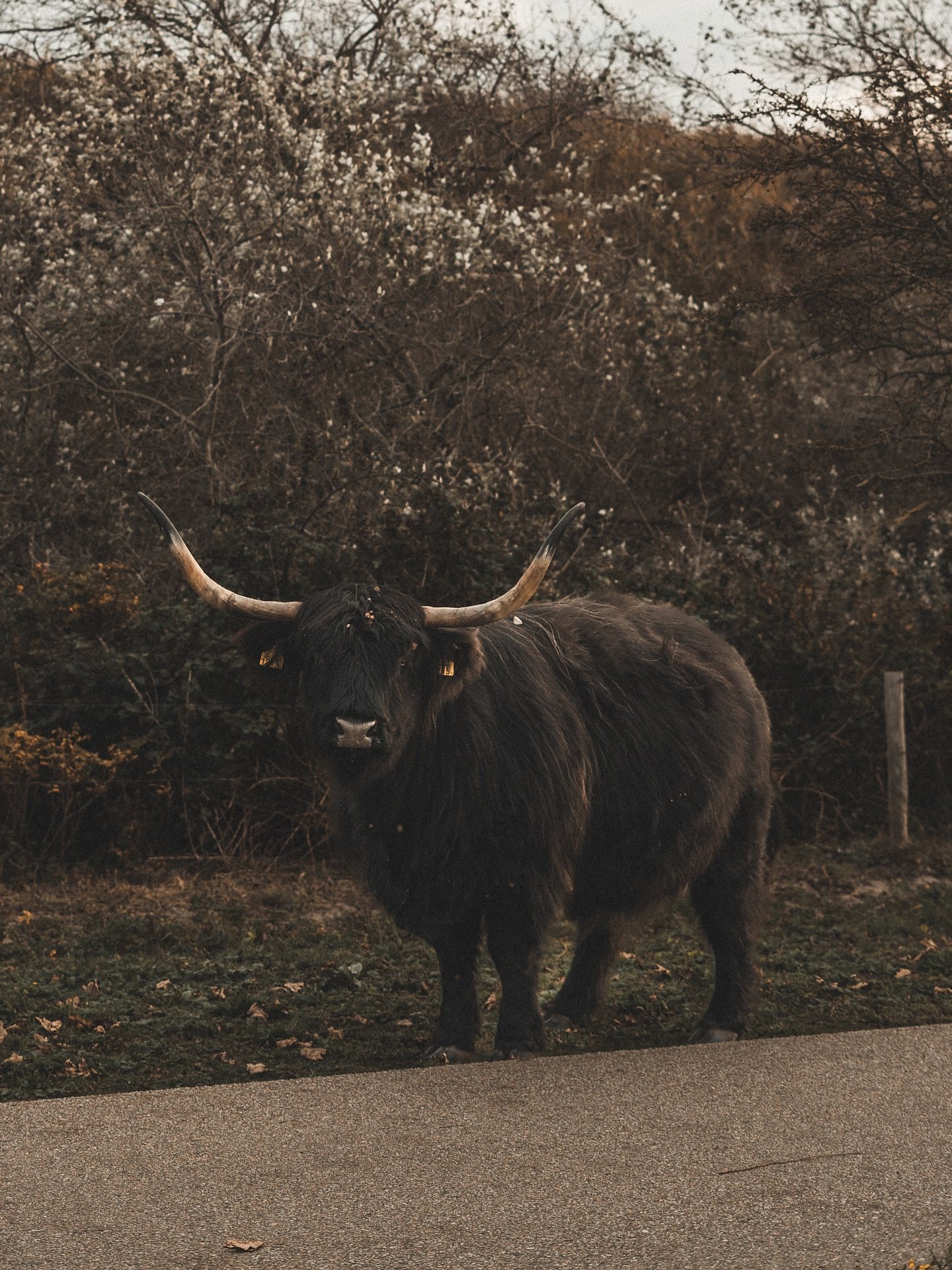 🐮

#TheHague #DenHaag #NetherlandsNature
#WildlifePhotography #NatureLovers #NaturePhotography #MoodyNature
#GoldenHour #EveningLight #AutumnVibes
#CalmNature #highlandcow 
@thehaguephotowalks @thephotographersclub