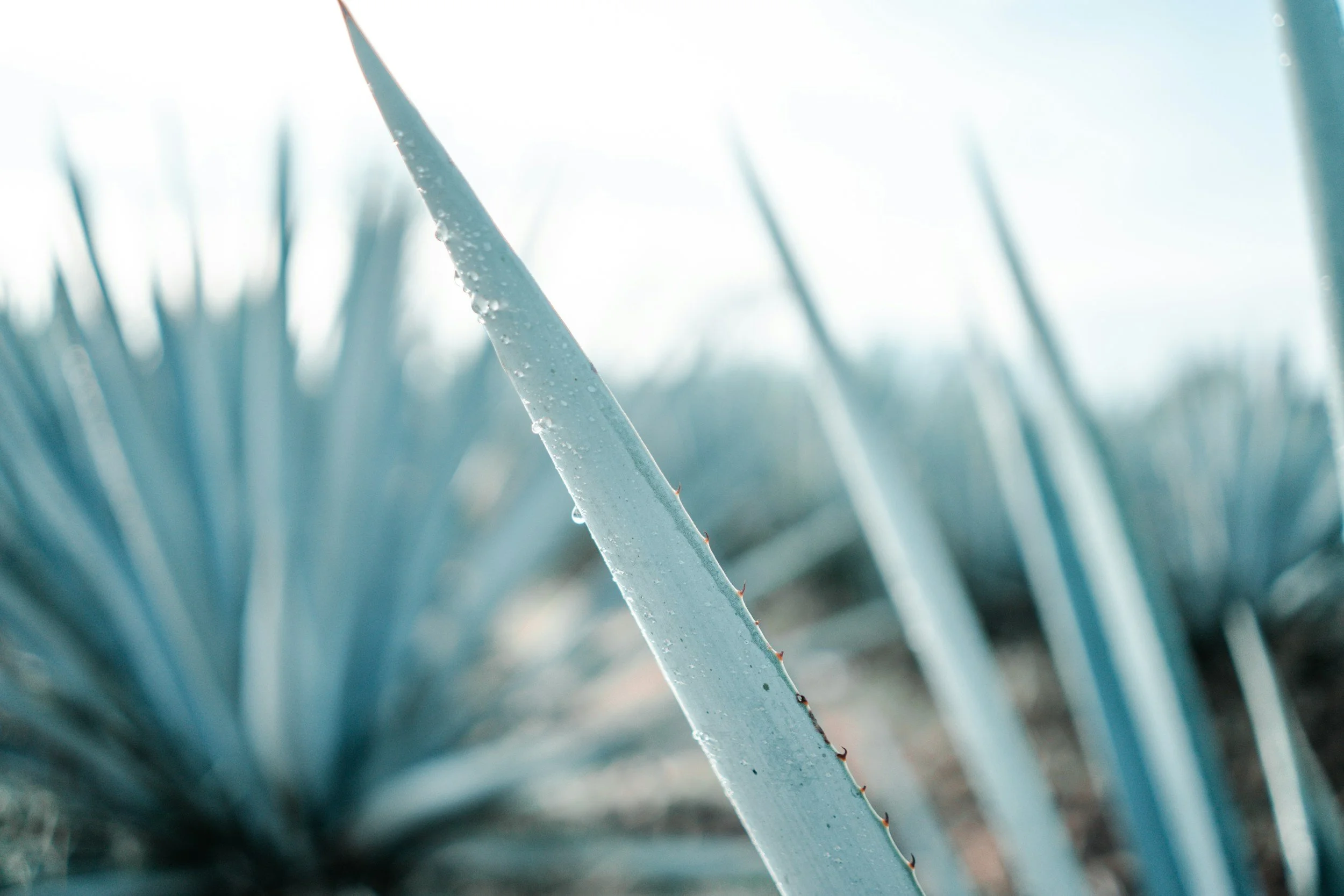 Photo of agave.