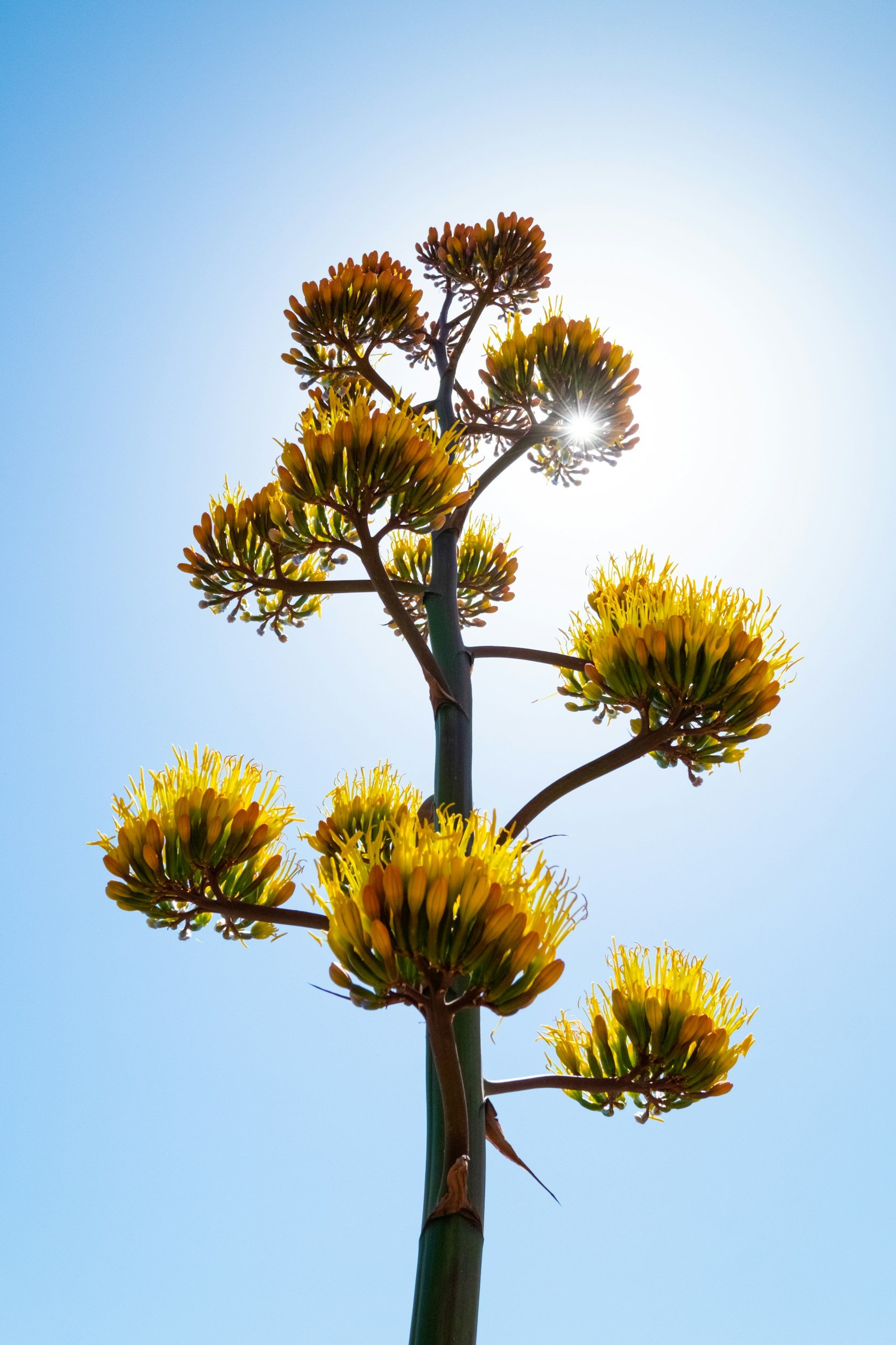 Large yellow blooming succulent photo