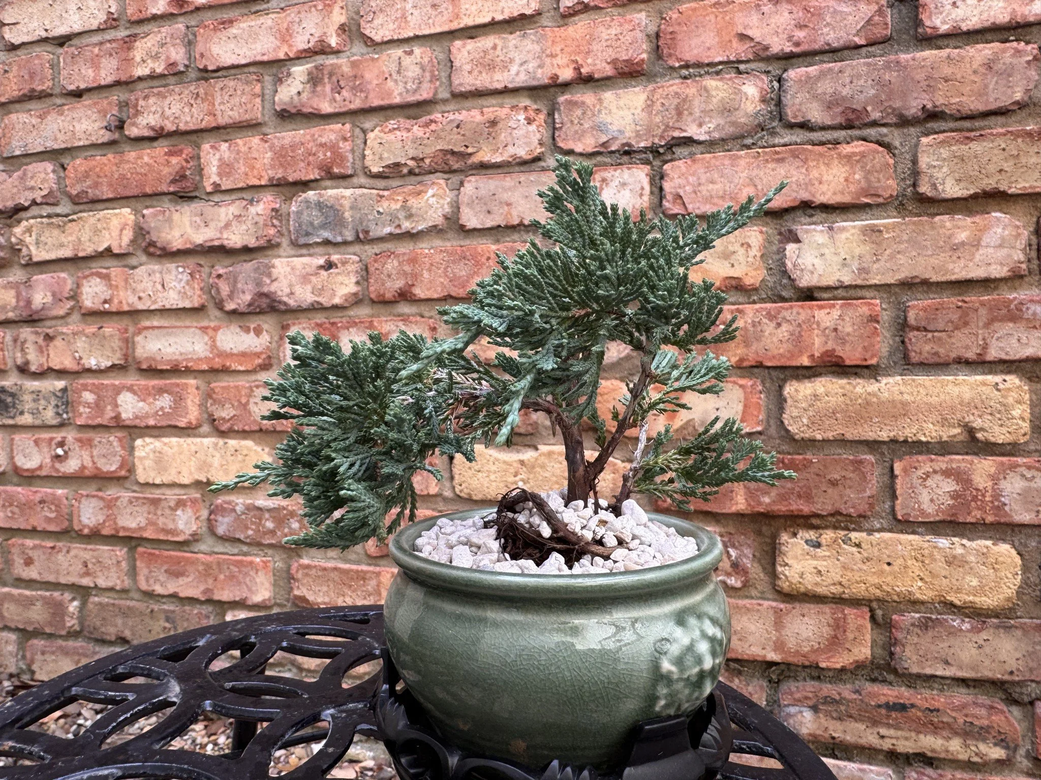 Blue-Rug-Juniper-Bonsai-2-web.jpg