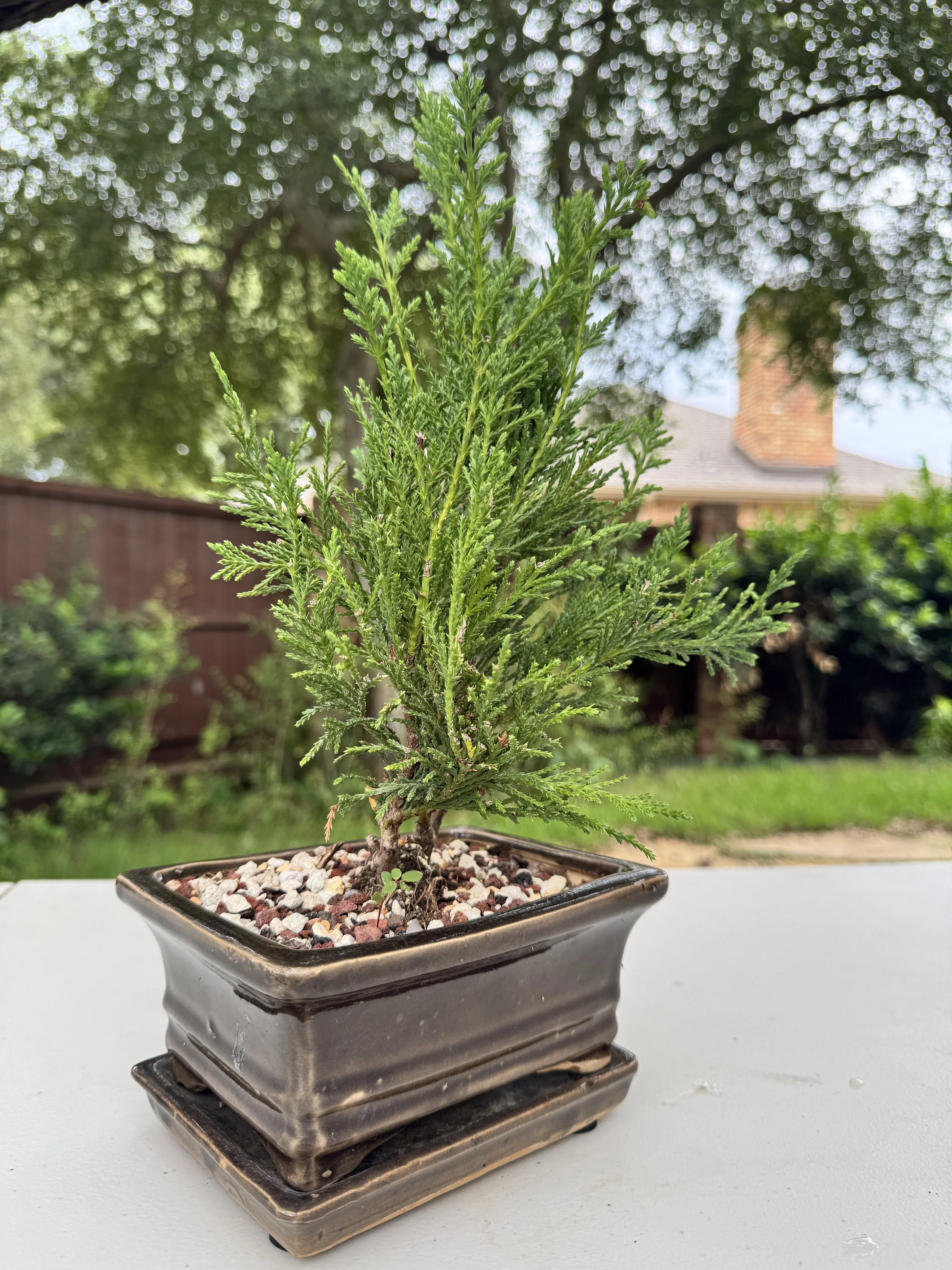 juniper-sea-green-3.JPG