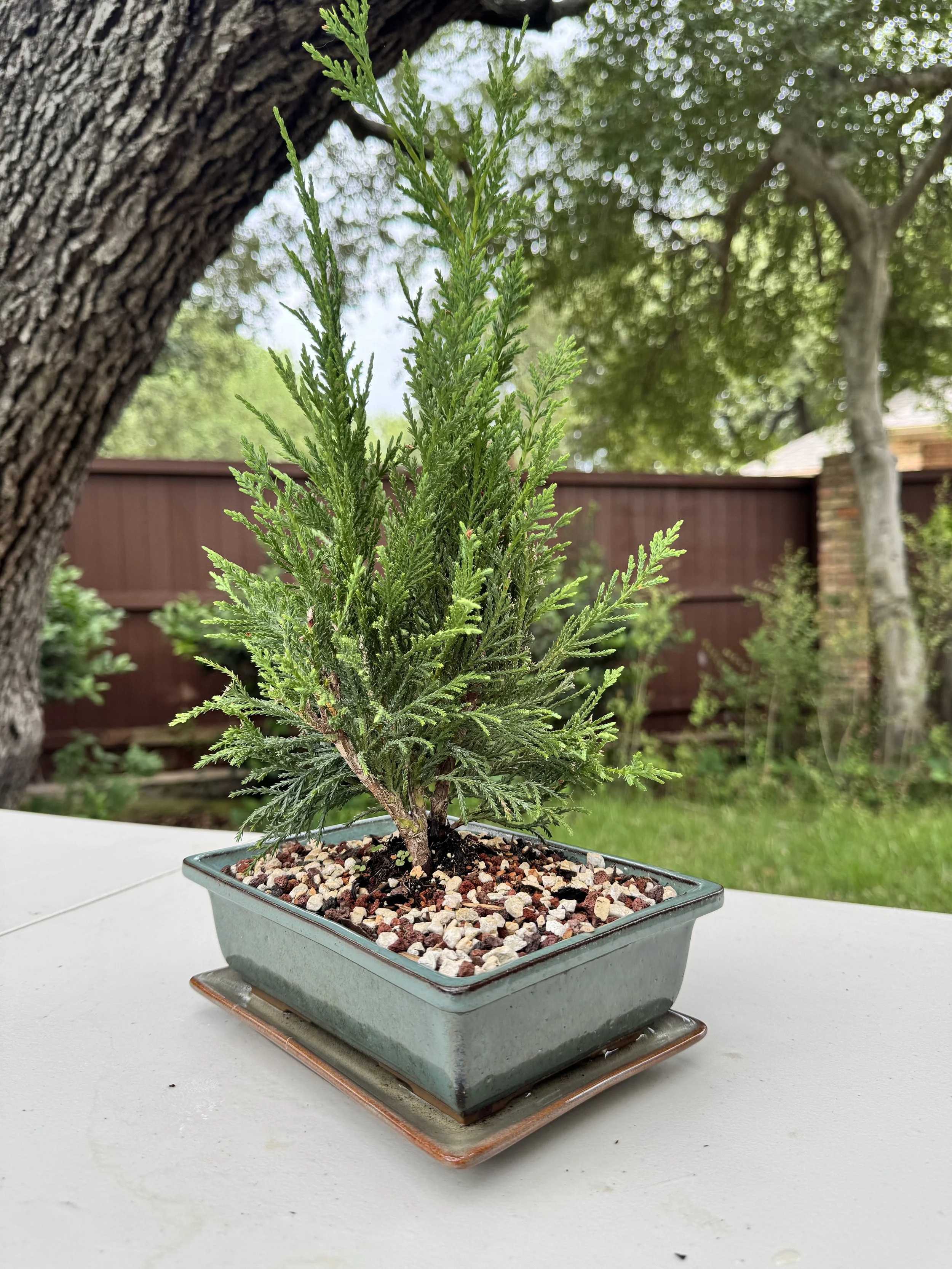 2-juniper-sea-green-2.JPG