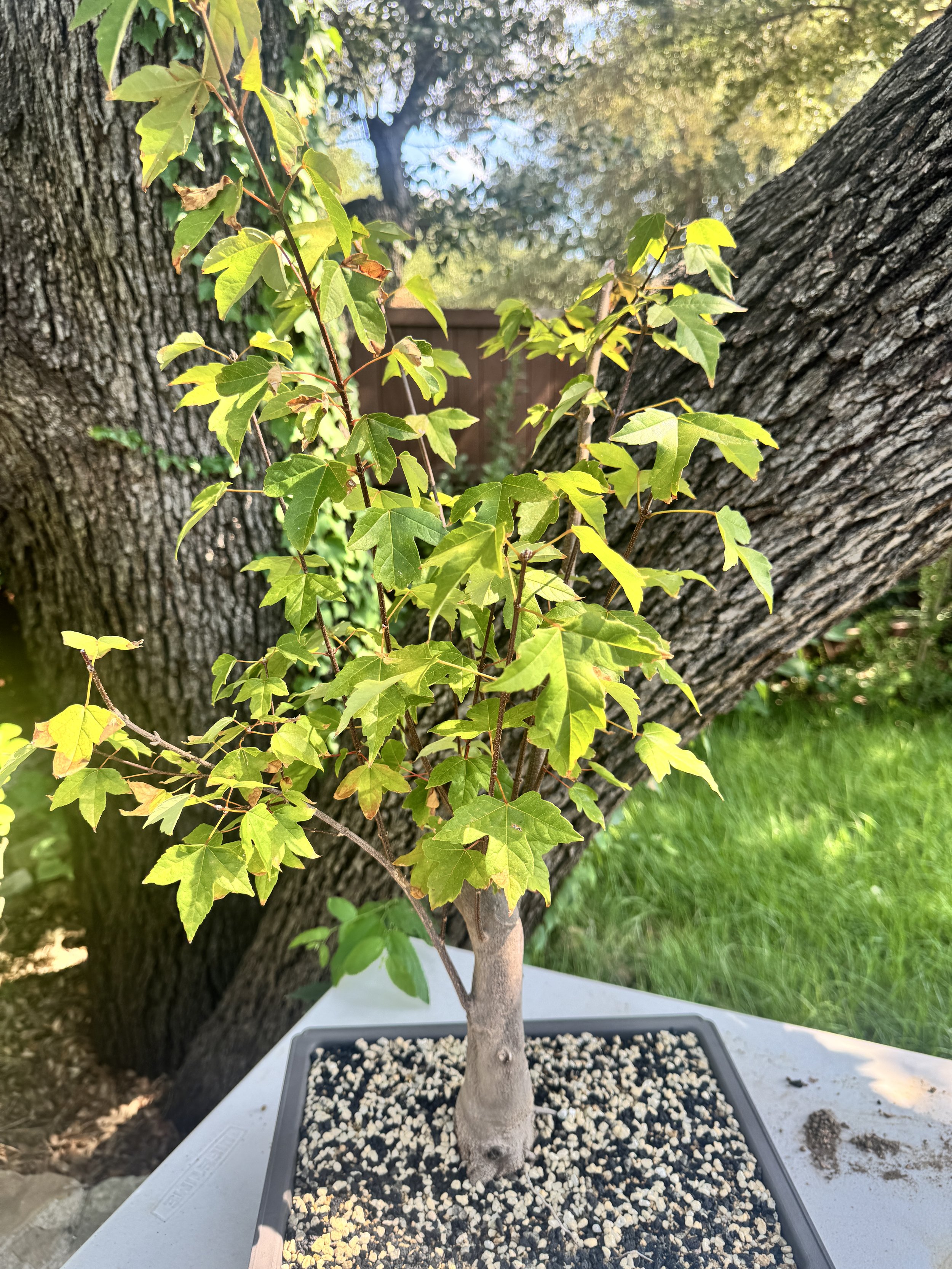 Trident-maple-tree-1.JPG