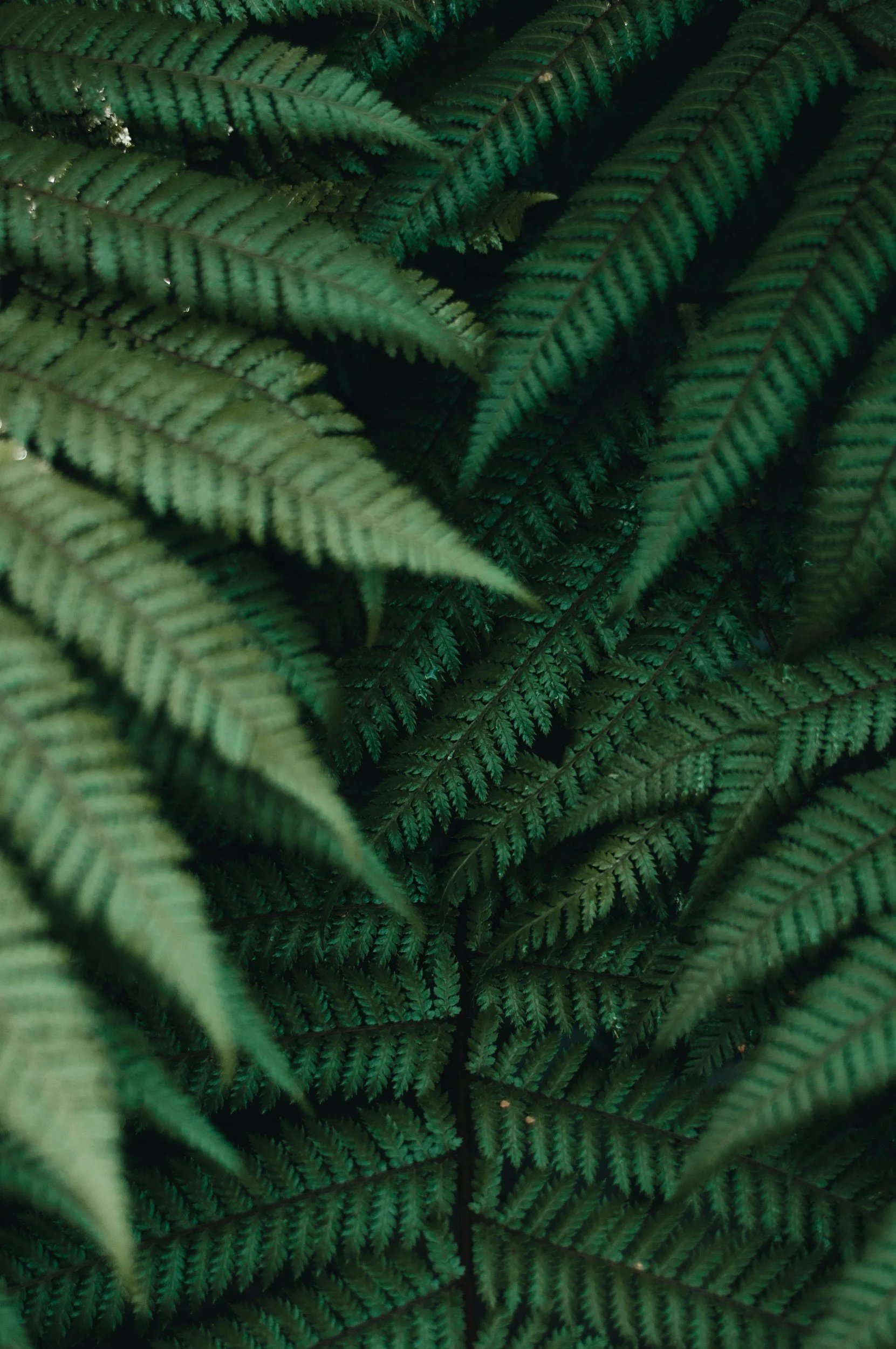 Close-up of green fern leaves overlapping in a dense pattern.