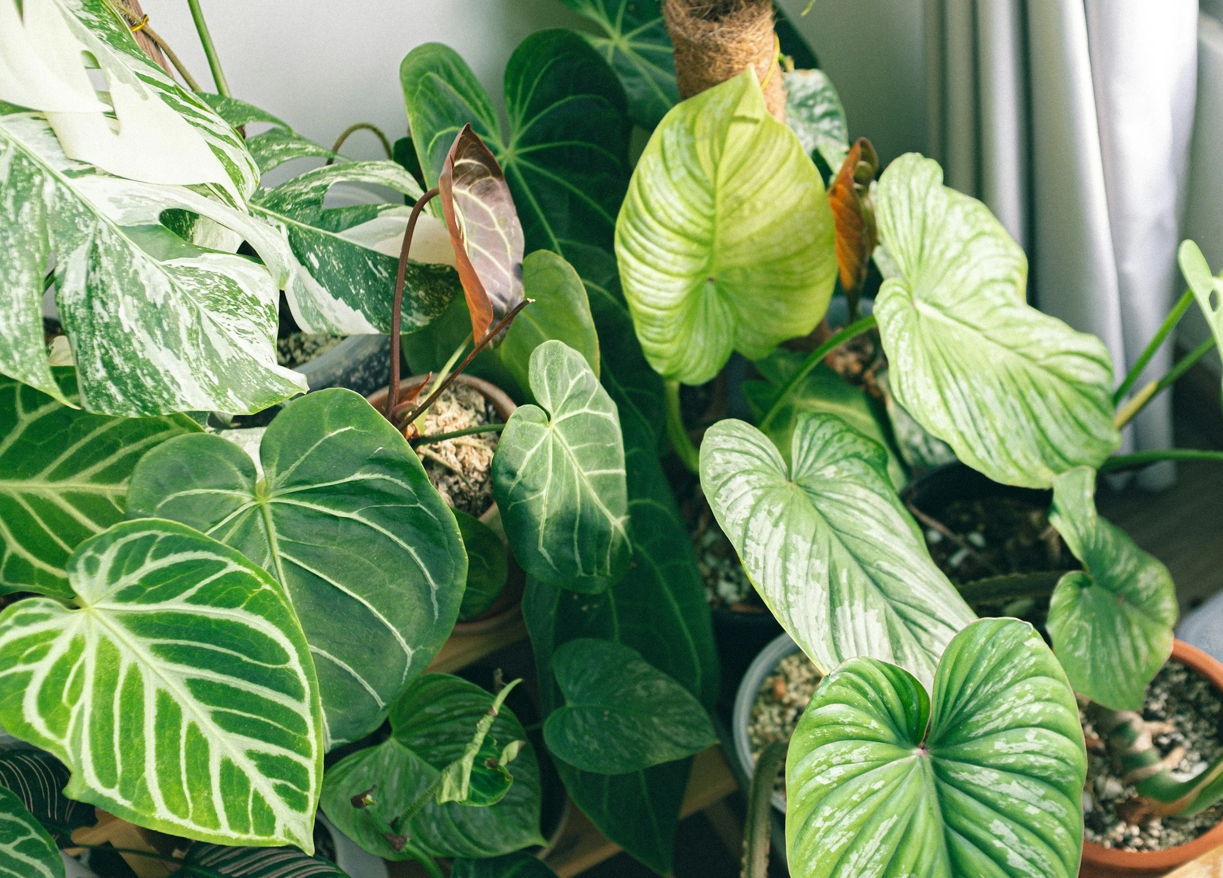 A variety of potted houseplants with large, green, heart-shaped and variegated leaves, placed near a window with light gray curtains.