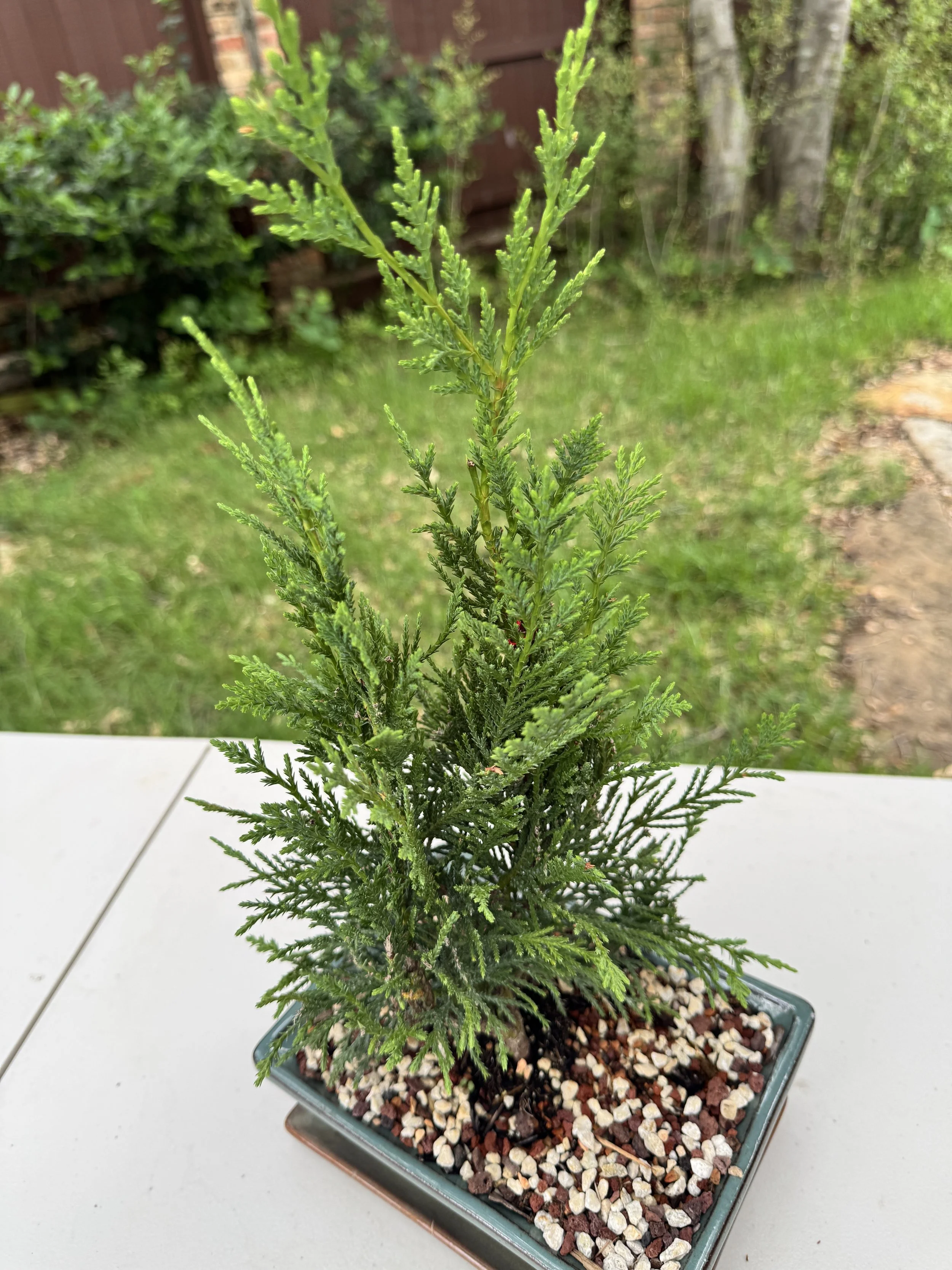 2-juniper-sea-green-4.JPG