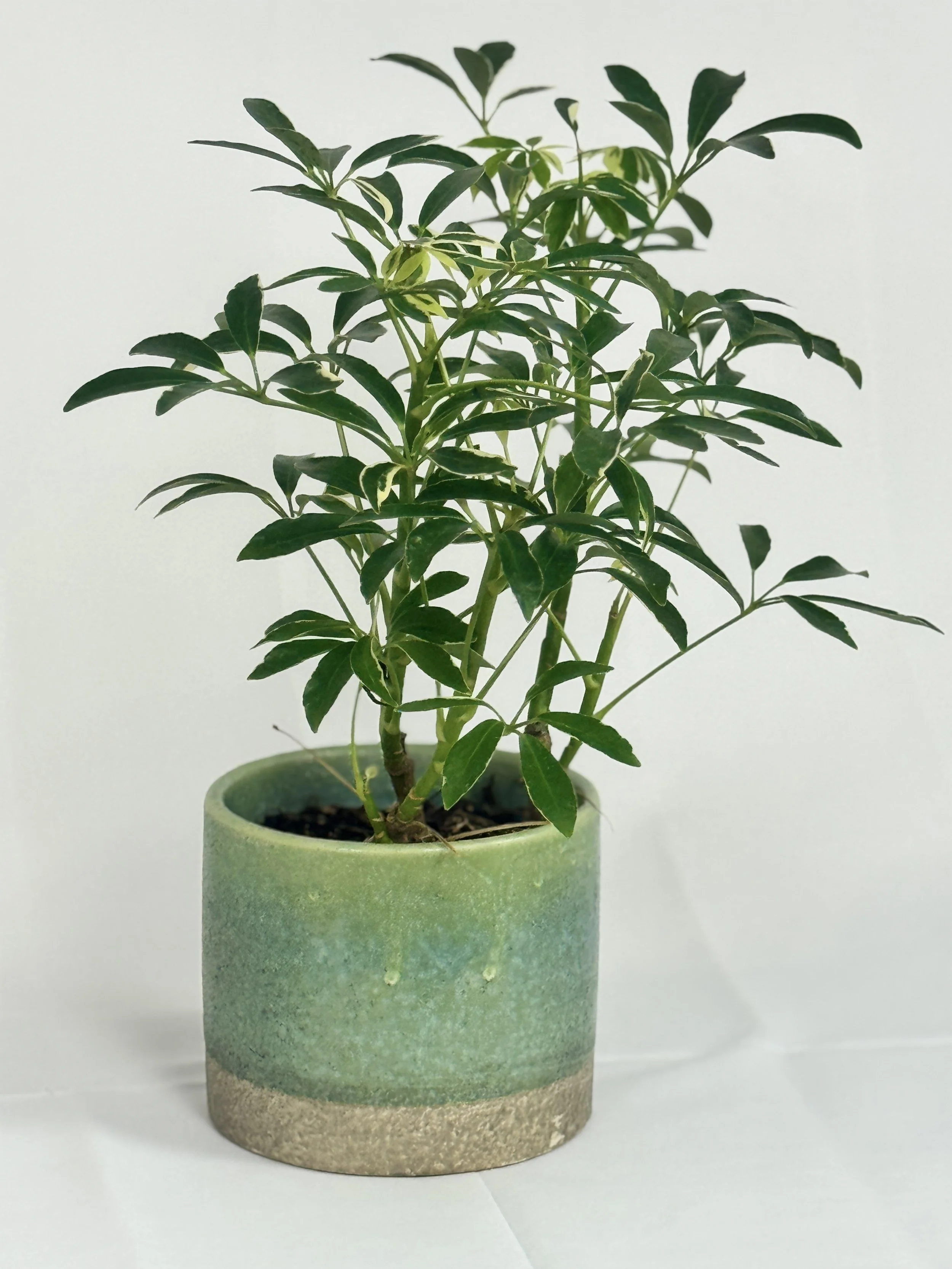 Dwarf umbrella (Schefflera arboricola)