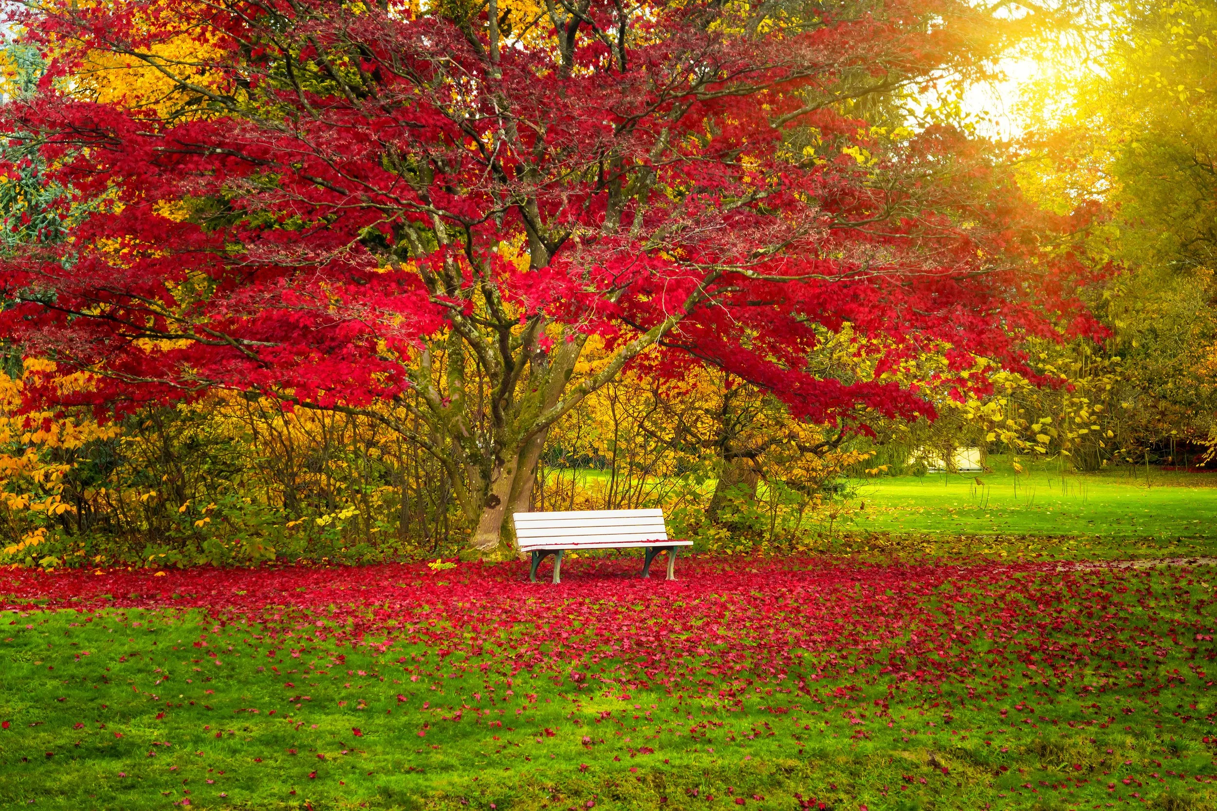 A park scene with a vibrant red and orange tree, a white bench underneath, and fallen leaves covering the grass, with a green field and trees in the distance.