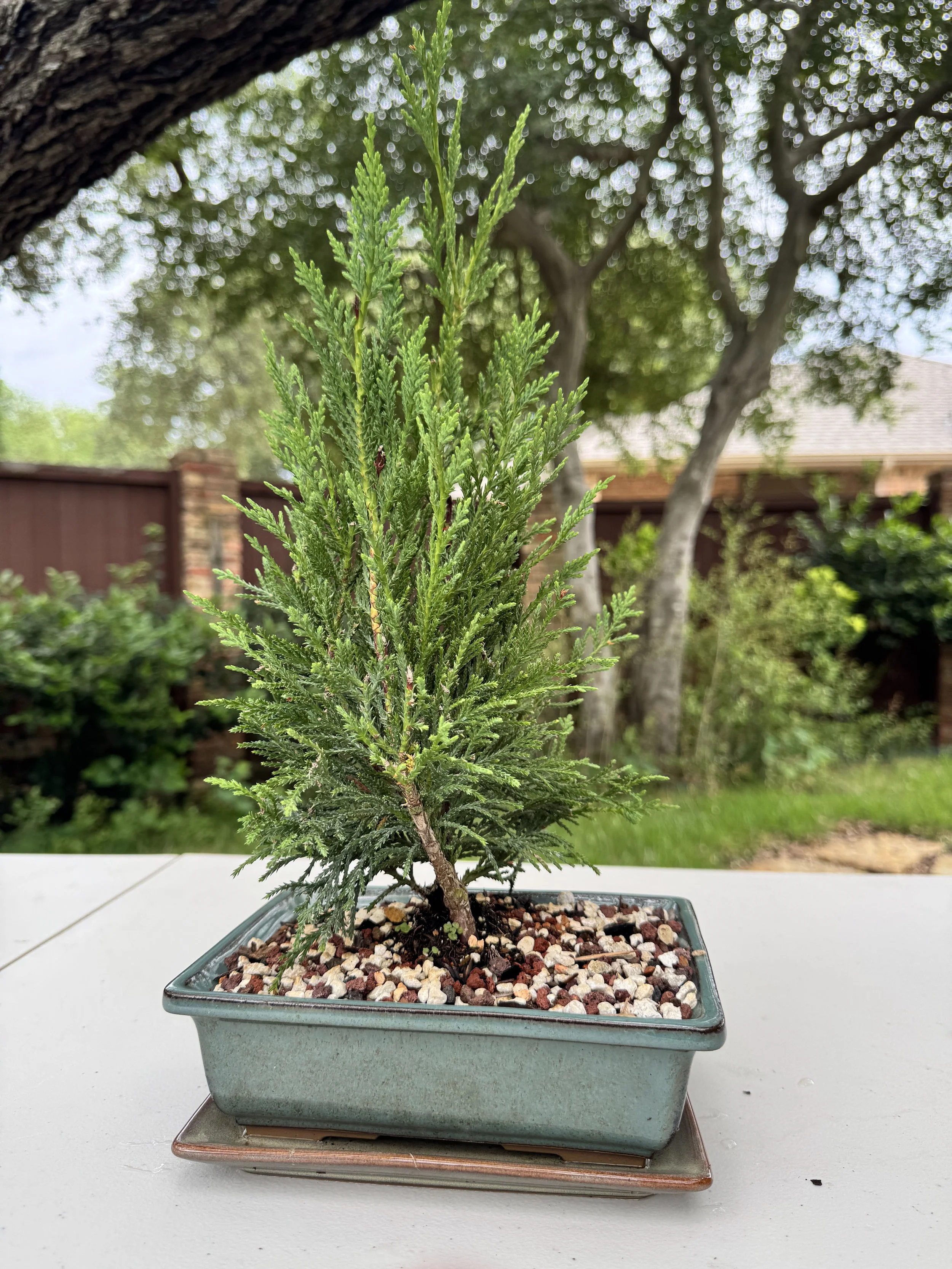2-juniper-sea-green-1.JPG