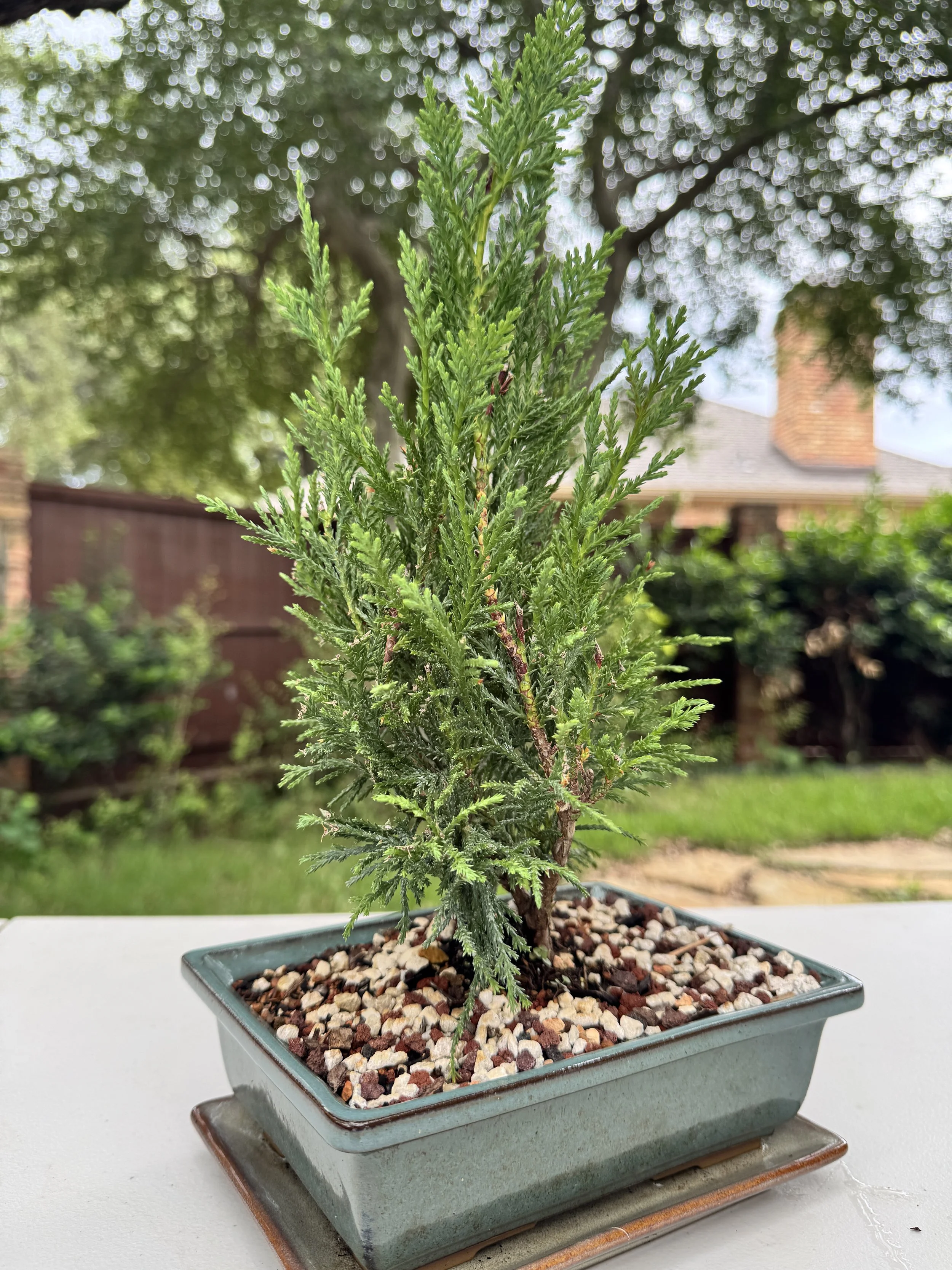 2-juniper-sea-green-7.JPG