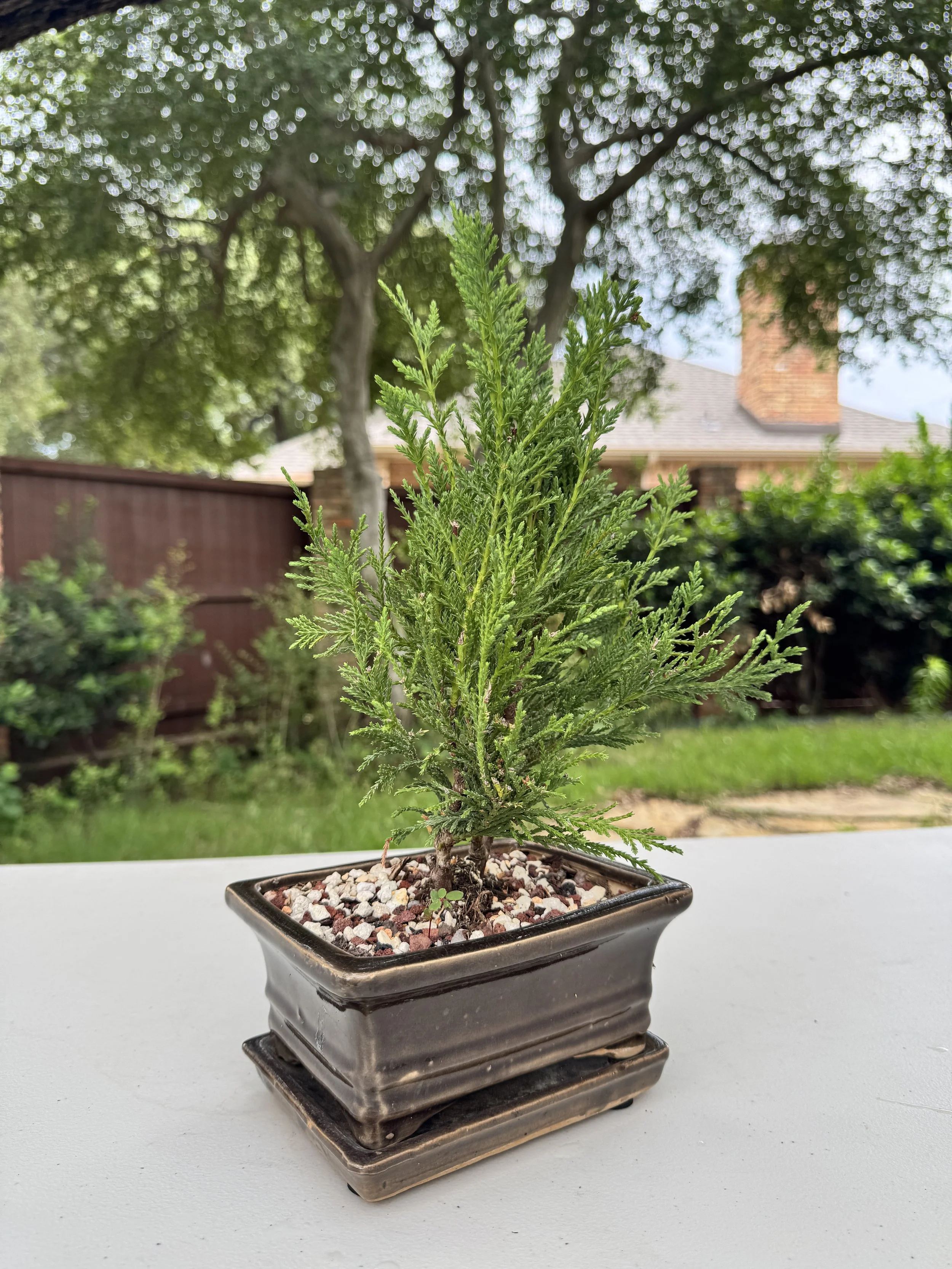 juniper-sea-green-6.JPG