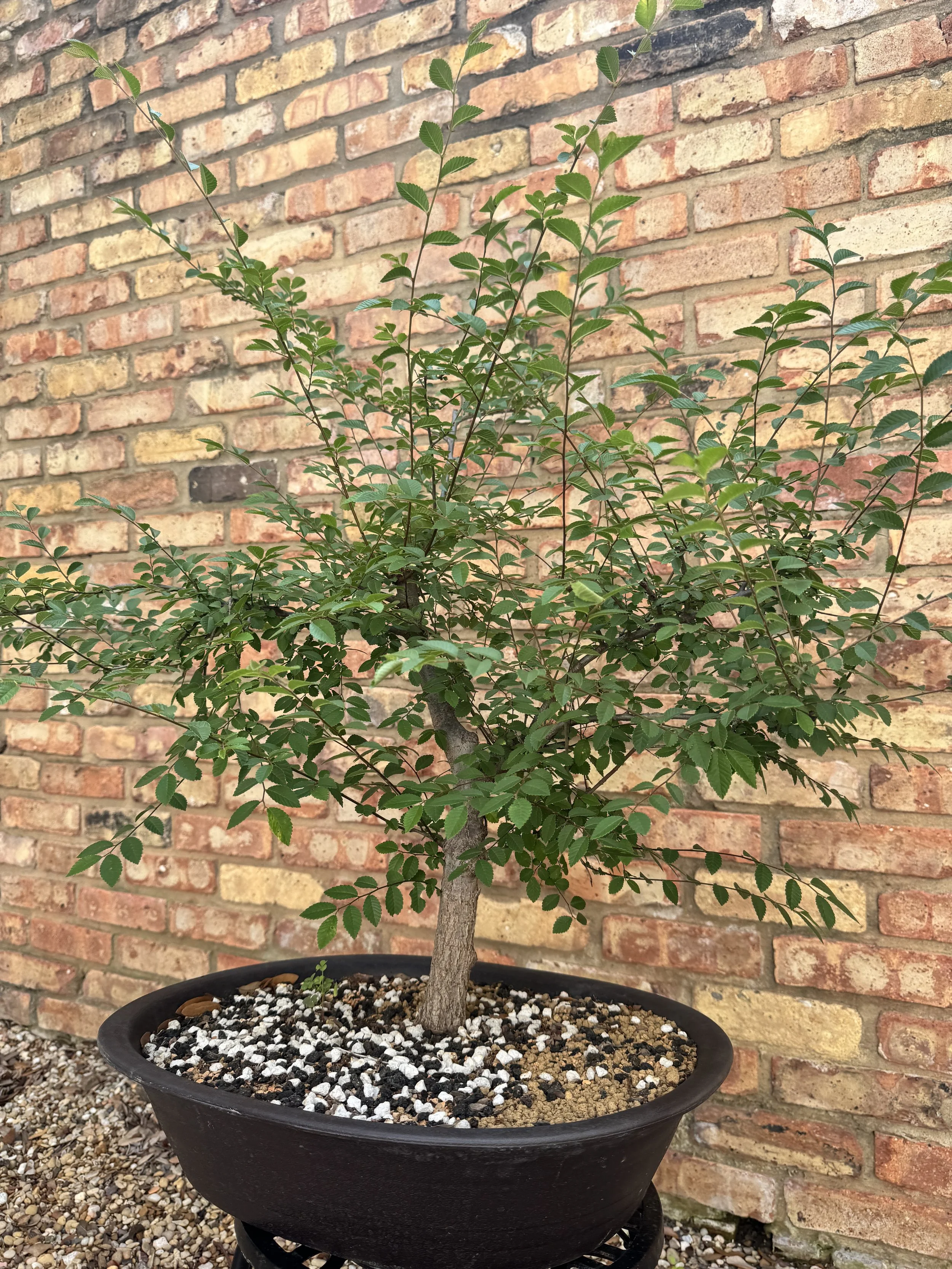 Chinese-Elm-4.JPG