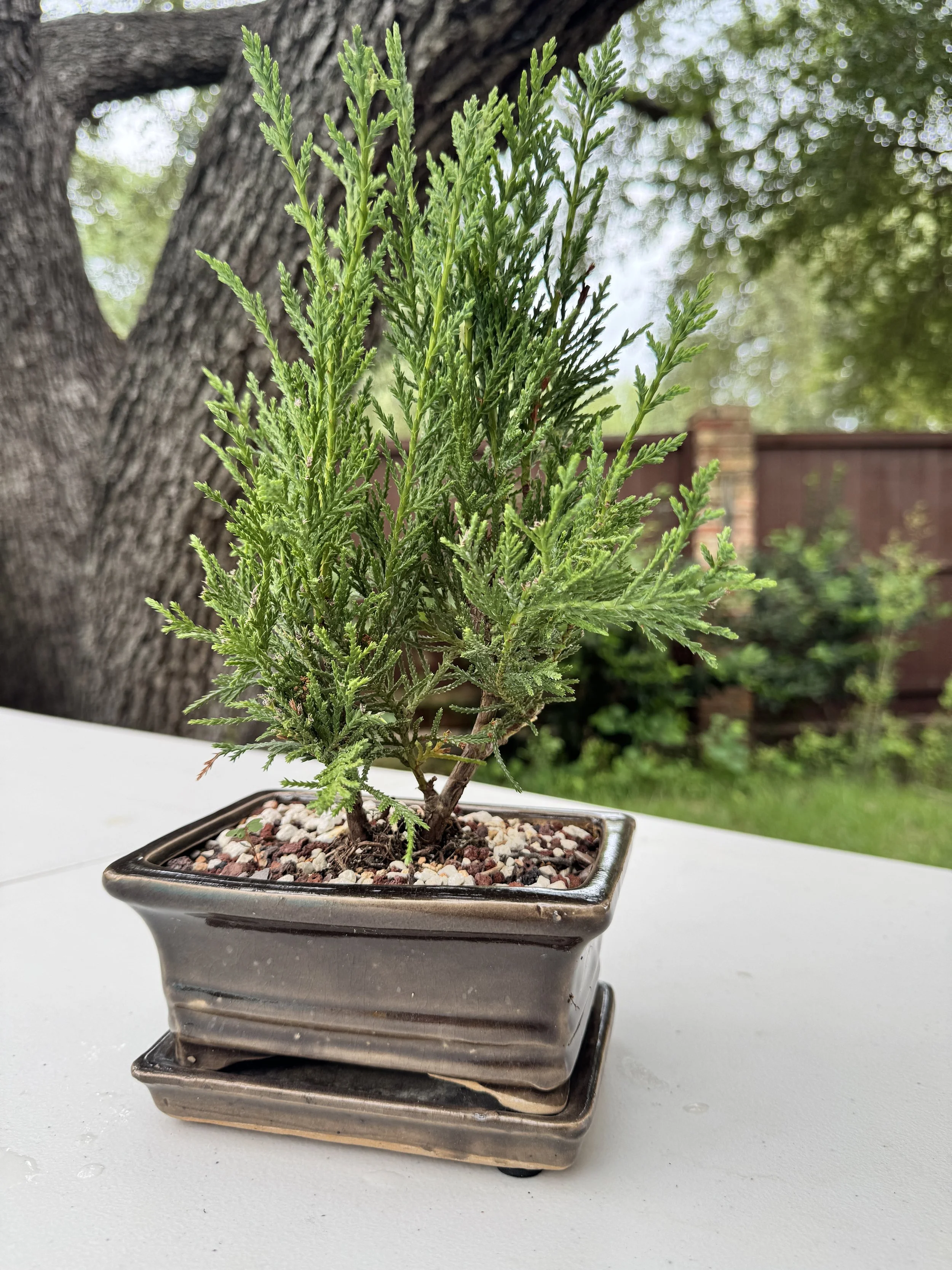 juniper-sea-green-5.JPG