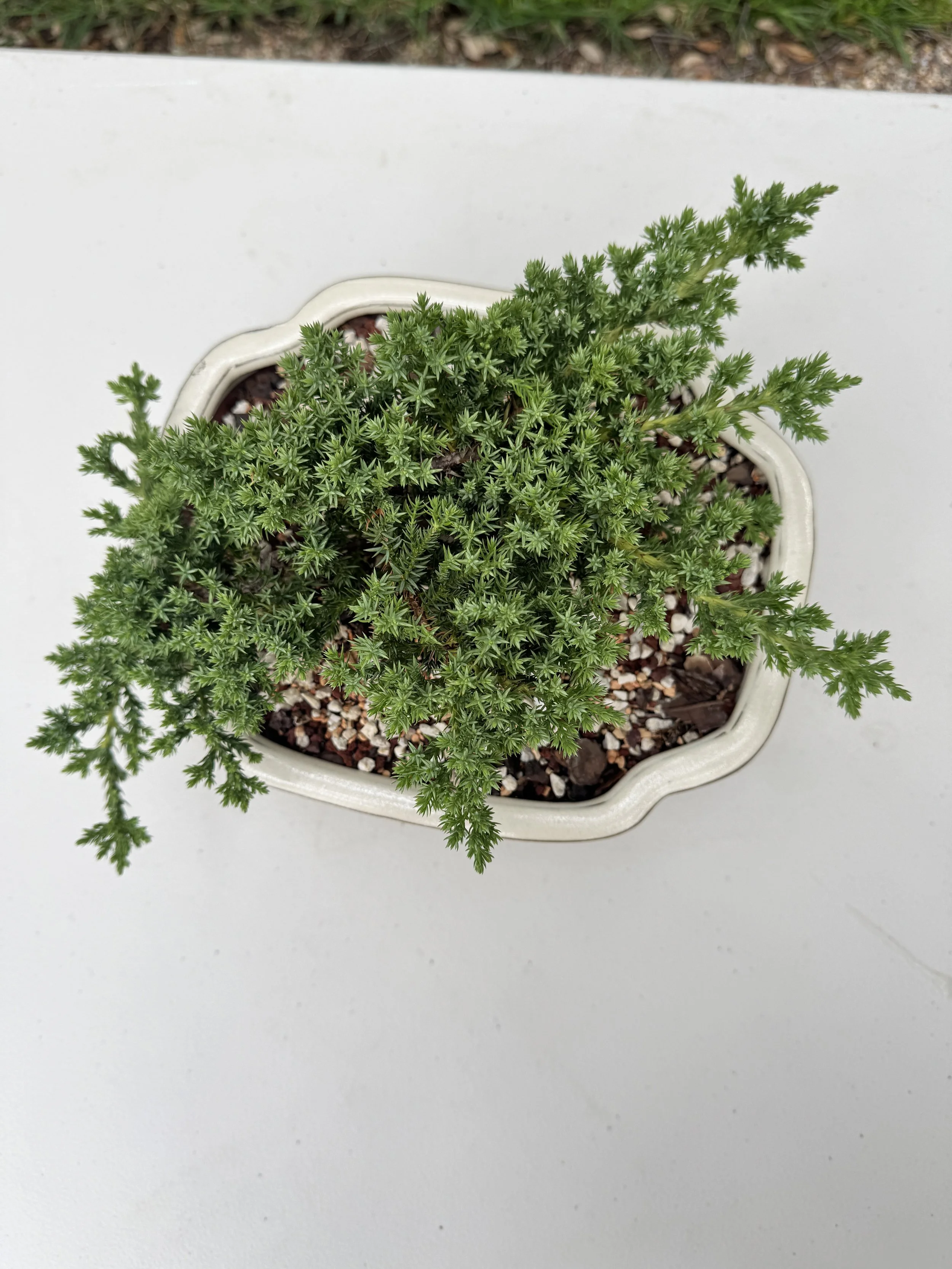 green-mound-7.JPG