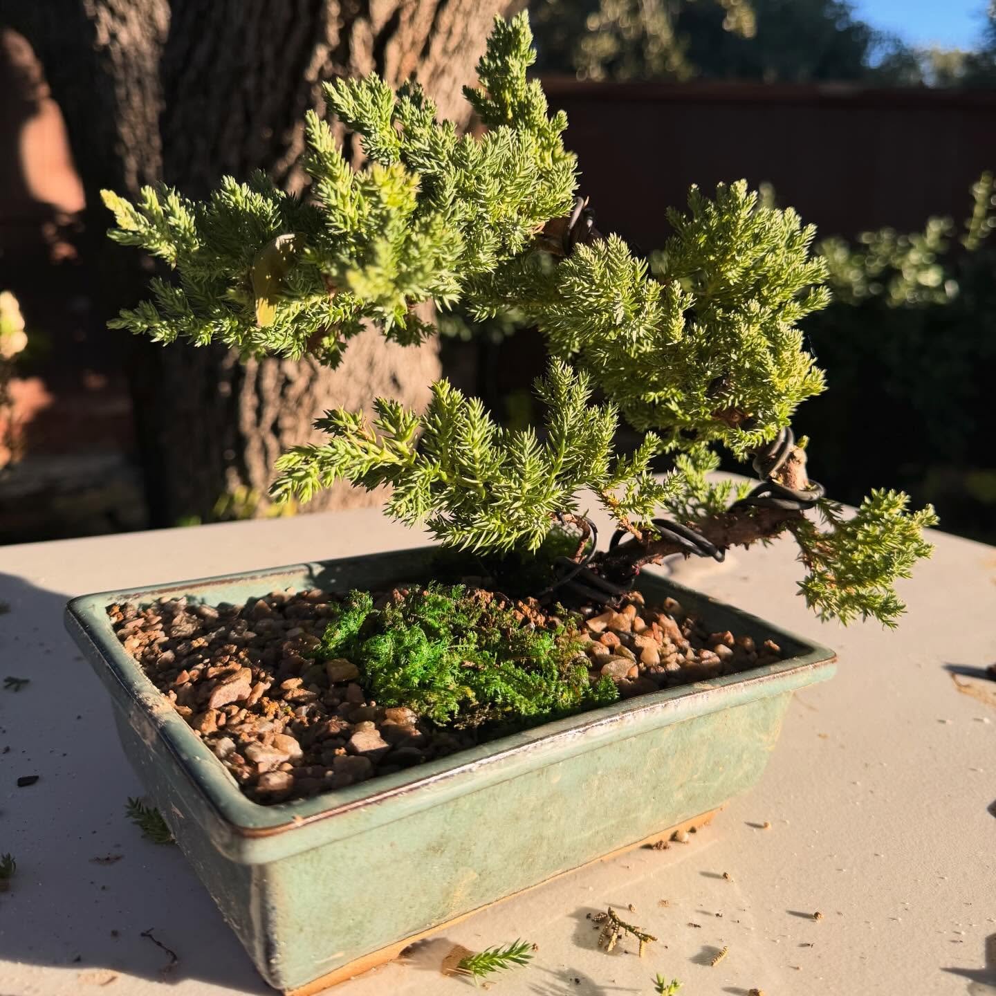 Juniper Bonsai