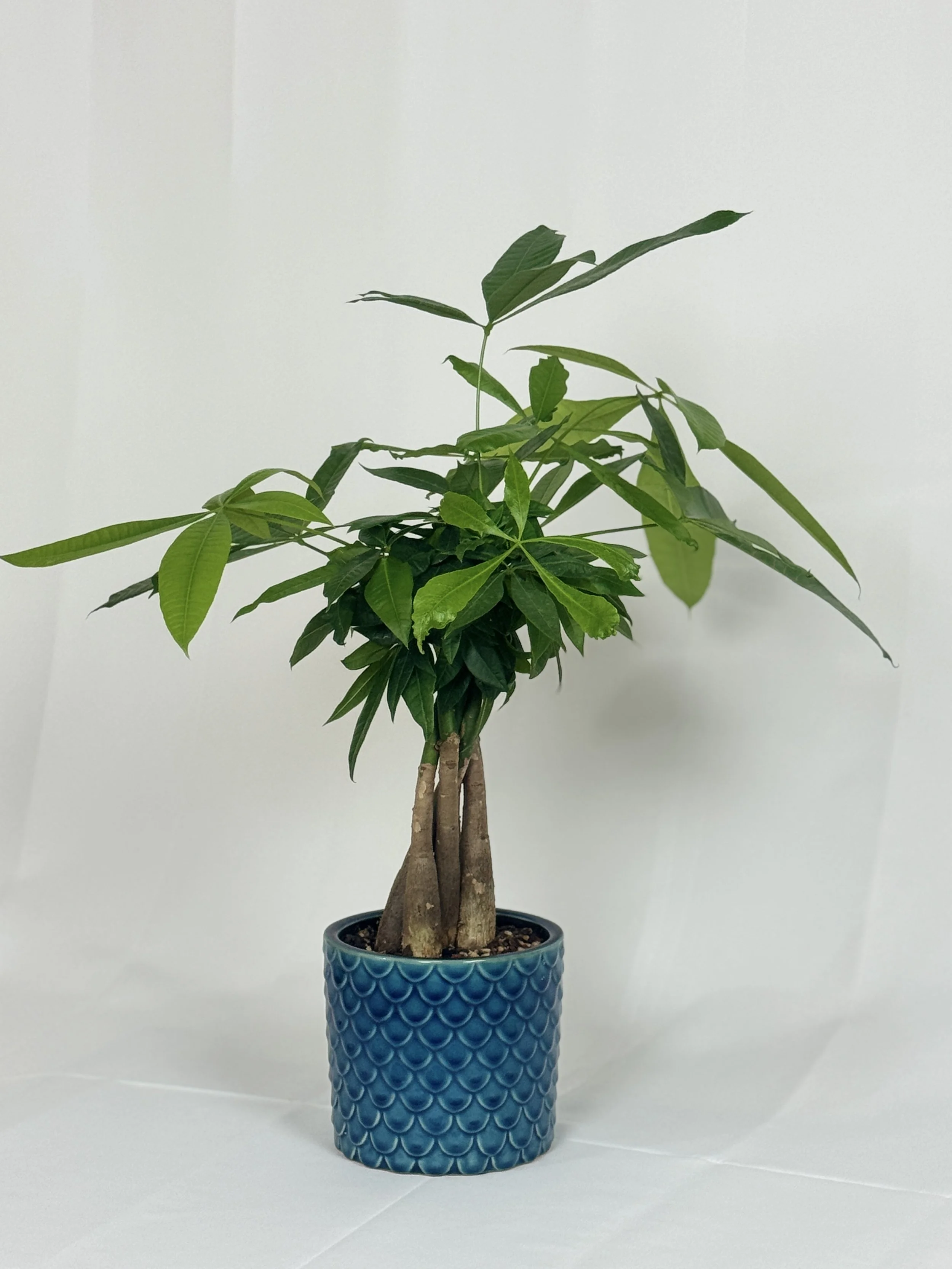 the-money-tree-3.jpg