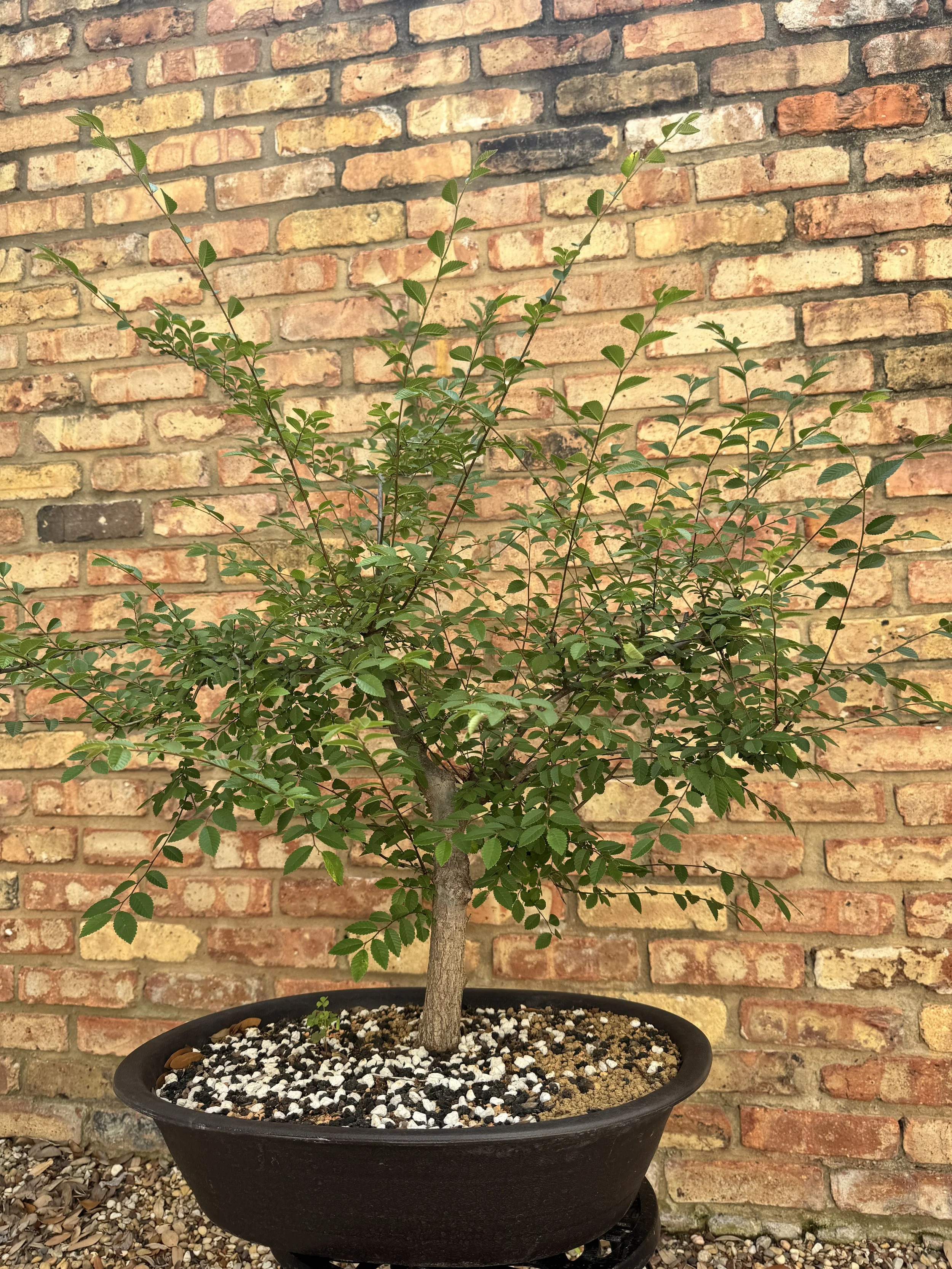 Chinese-Elm-8.JPG