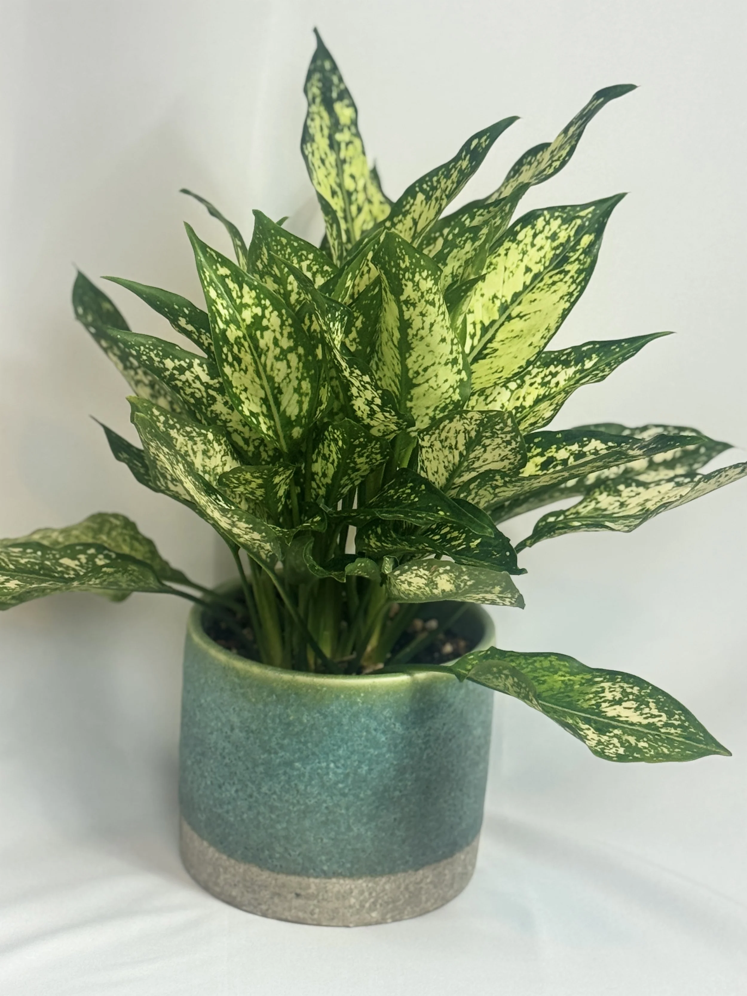 Aglaonema plant (Chinese Evergreen)