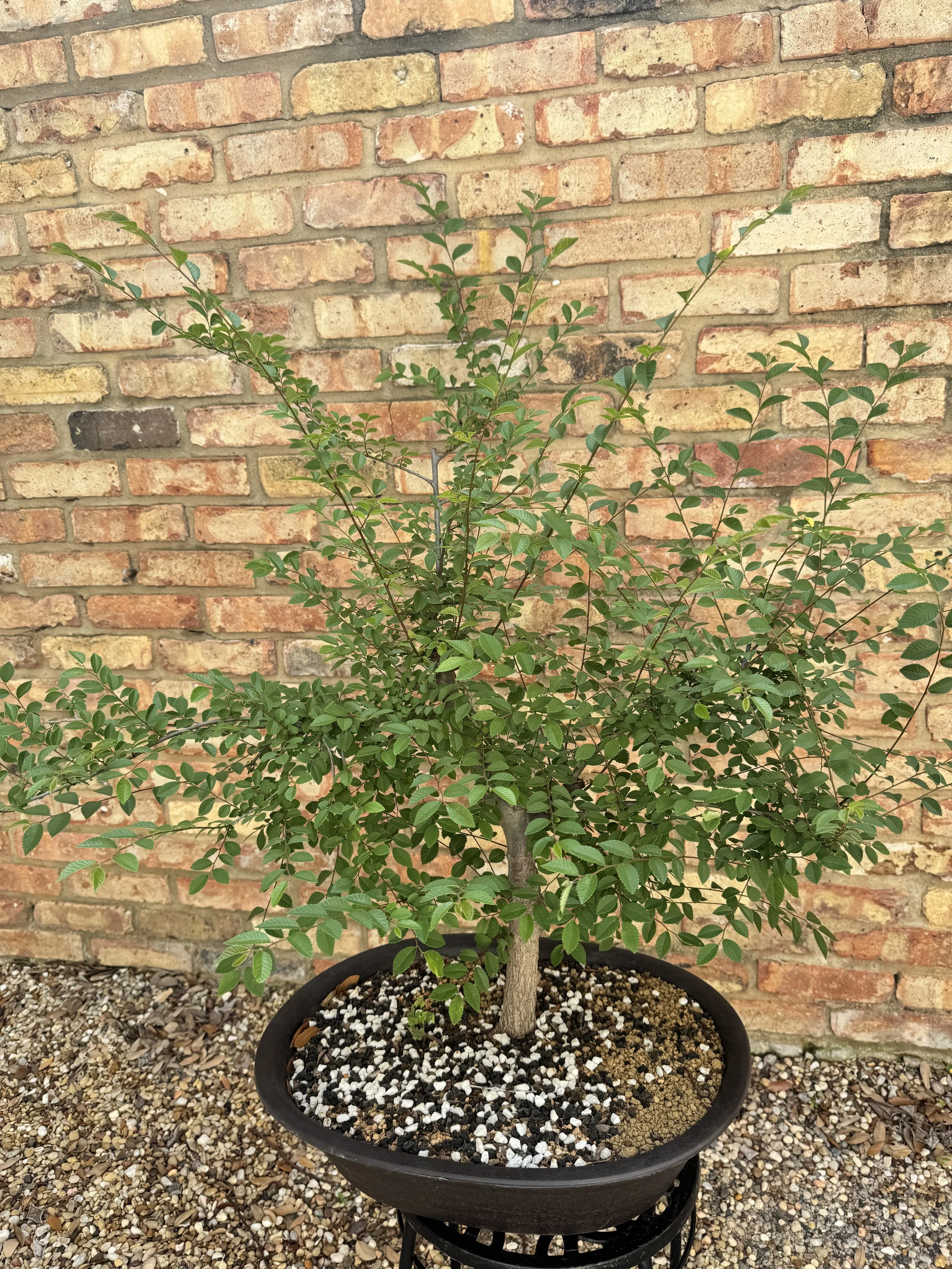 Chinese-Elm-9.JPG