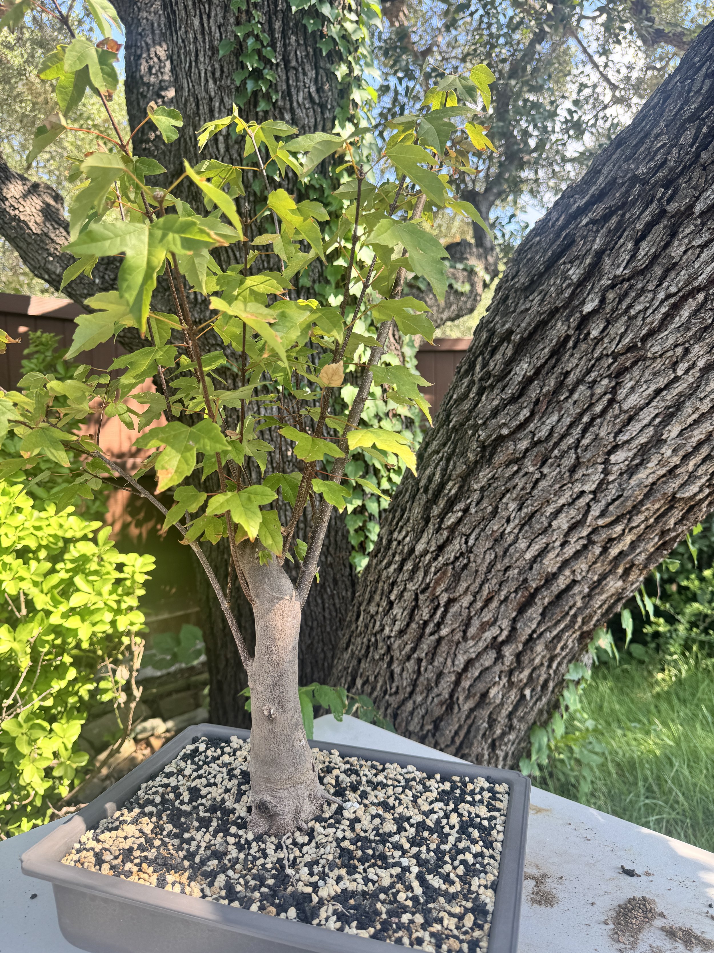 Trident Maple Bonsai