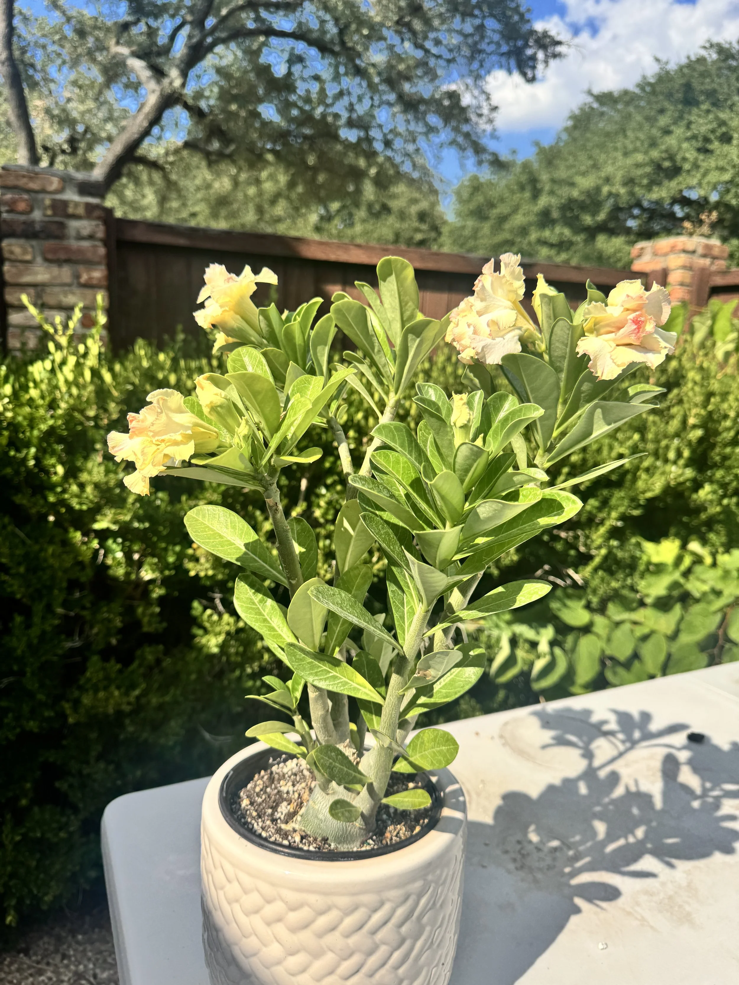 desert-rose-3.JPG