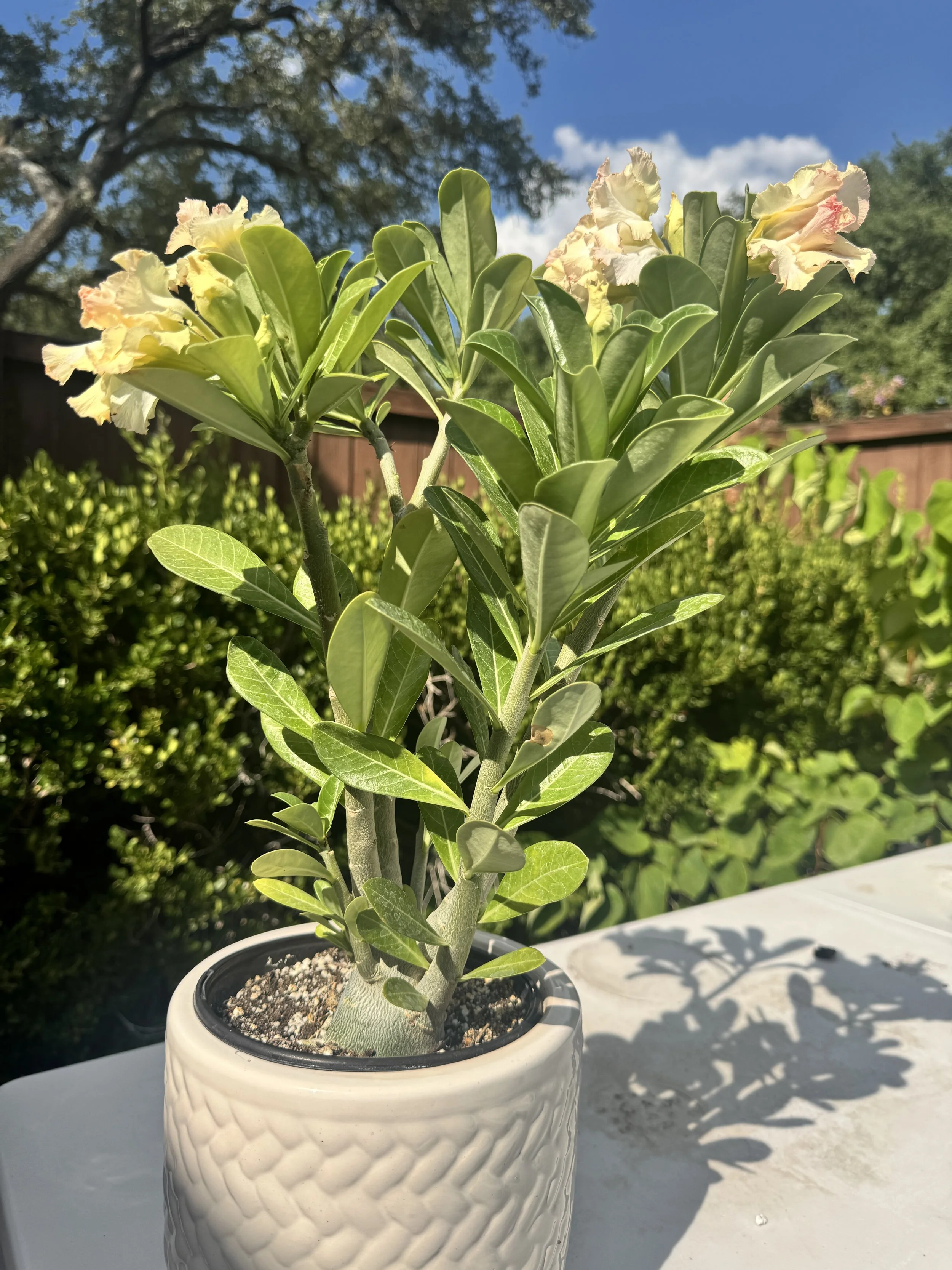 desert-rose-1.JPG