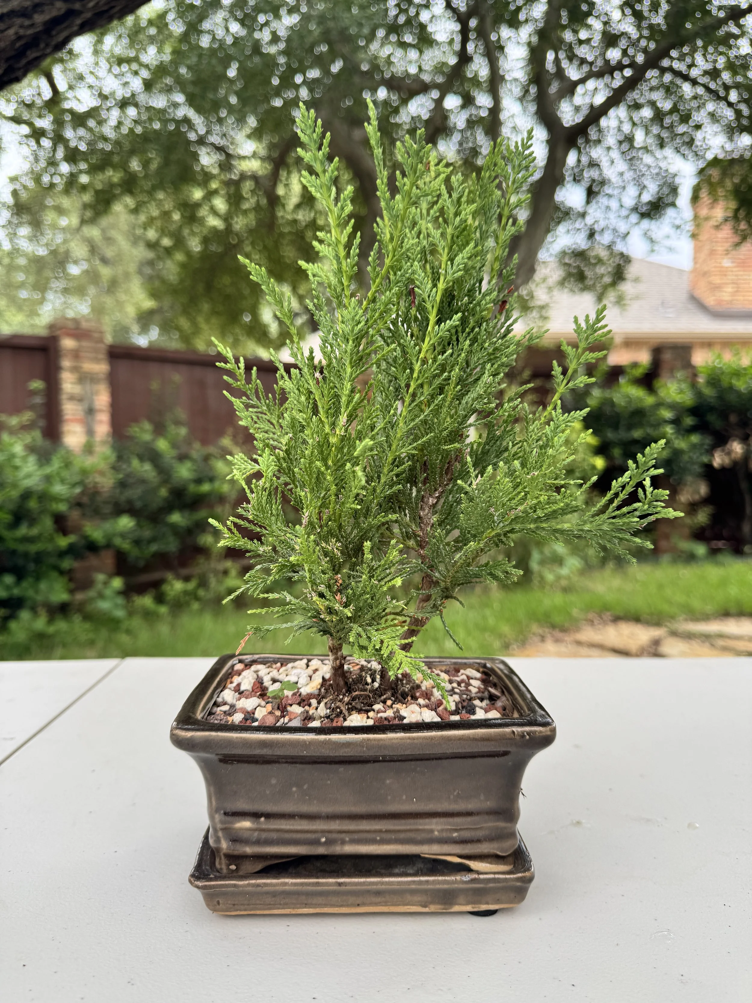 juniper-sea-green-1.JPG