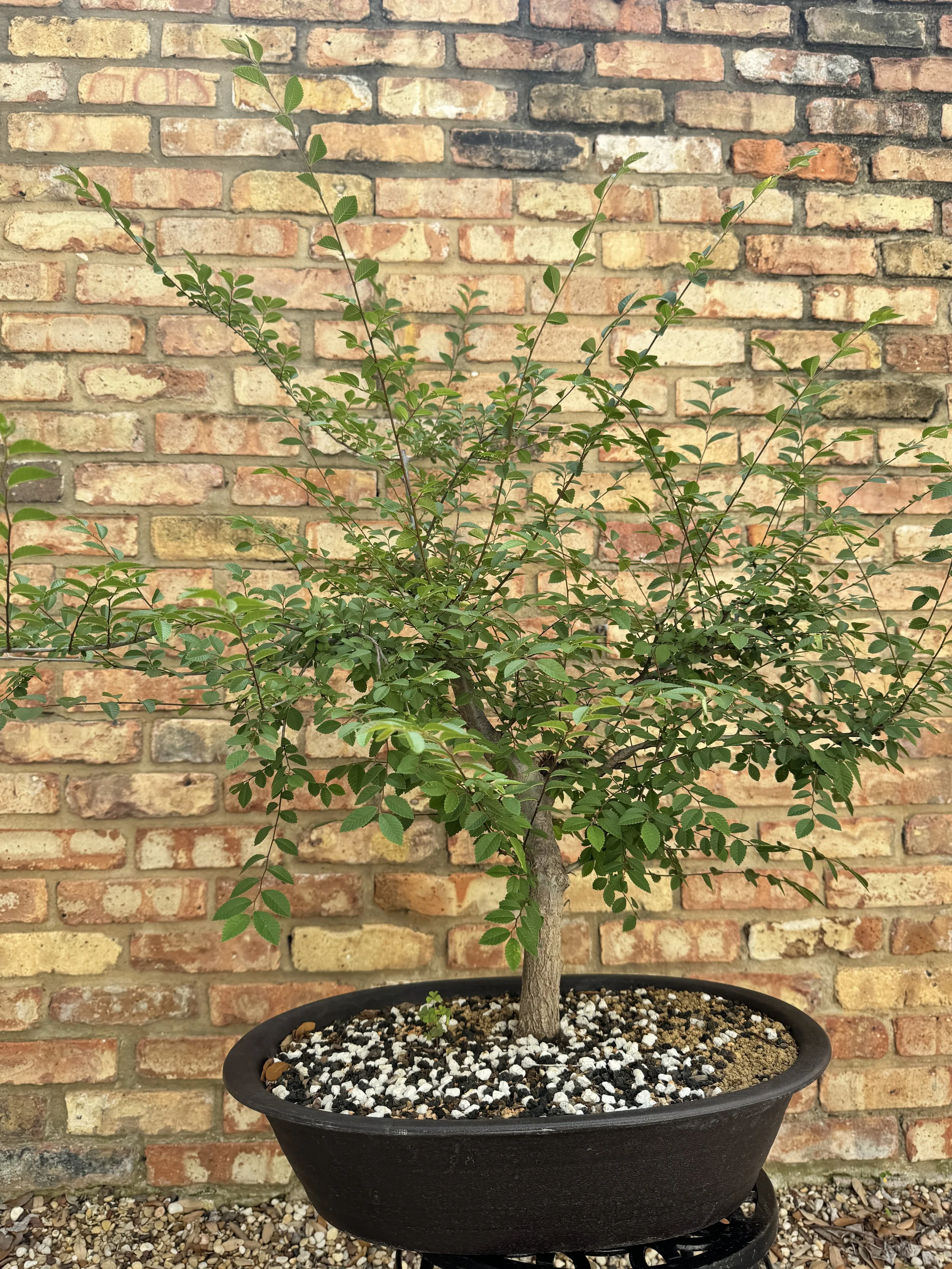 Chinese-Elm-1.JPG