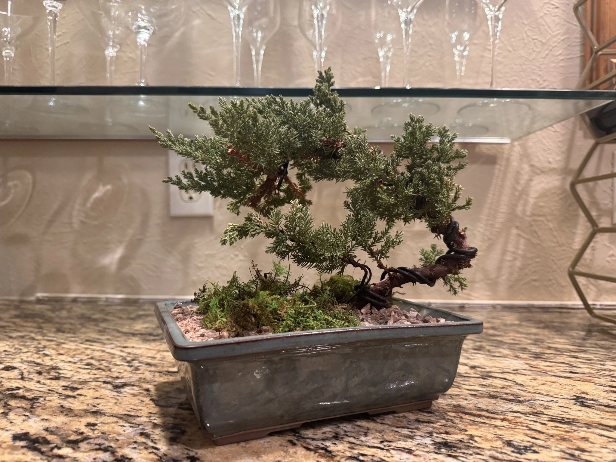 juniper-indoors-1-web.jpg