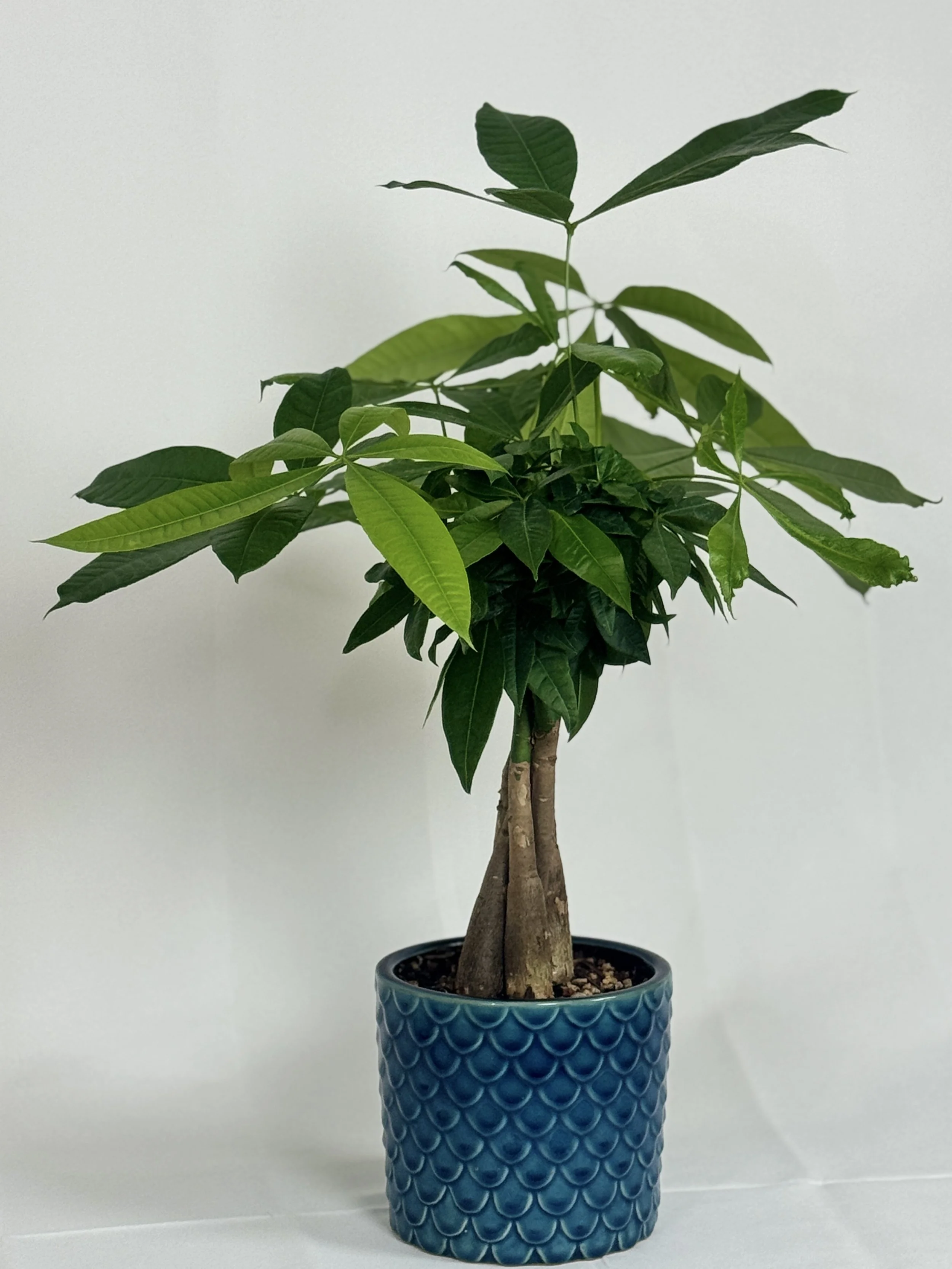 the-money-tree-4.jpg
