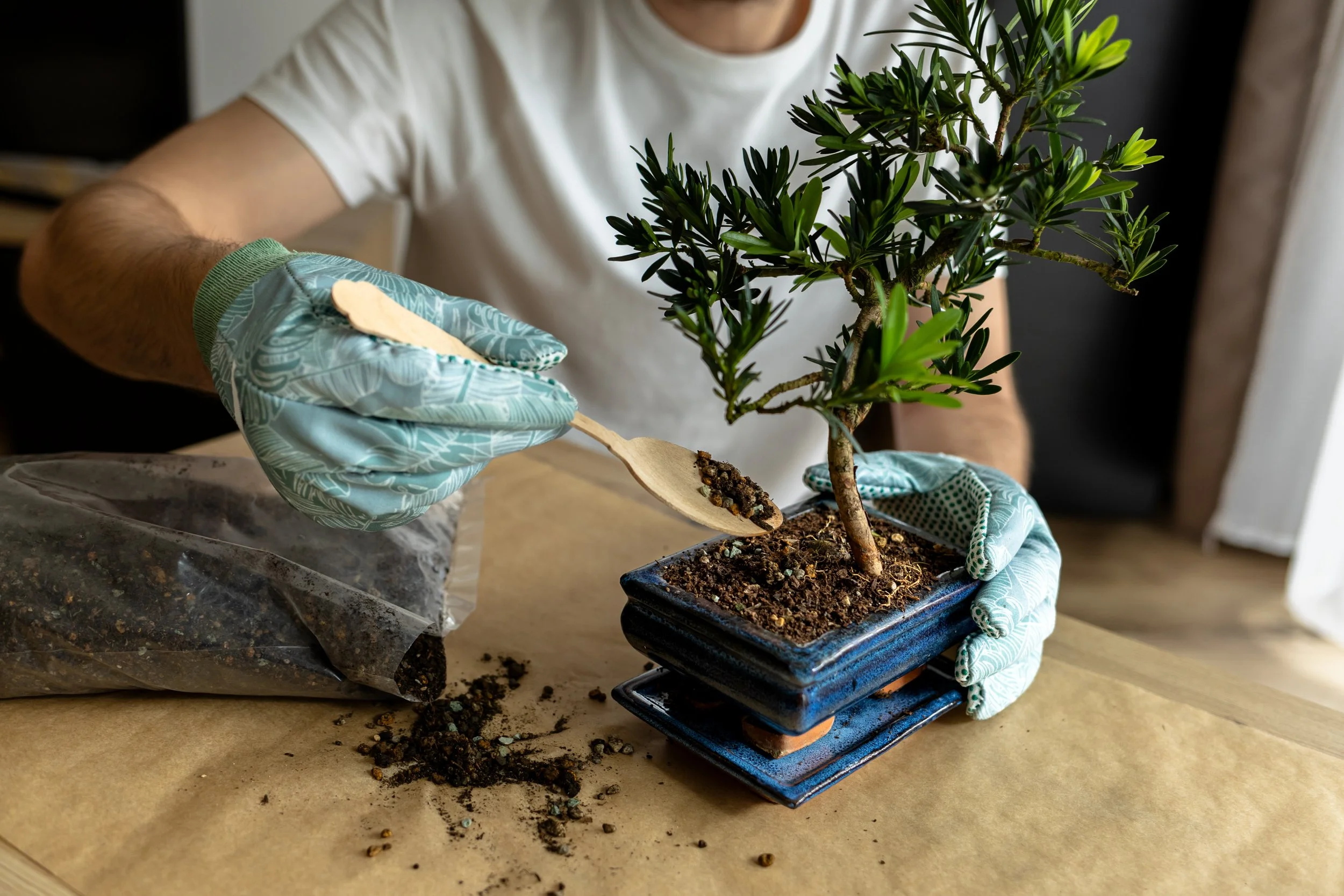 Person wearing gardening gloves repotting a small potted bonsai tree using a wooden spoon to add soil from a plastic bag onto the soil in the pot.