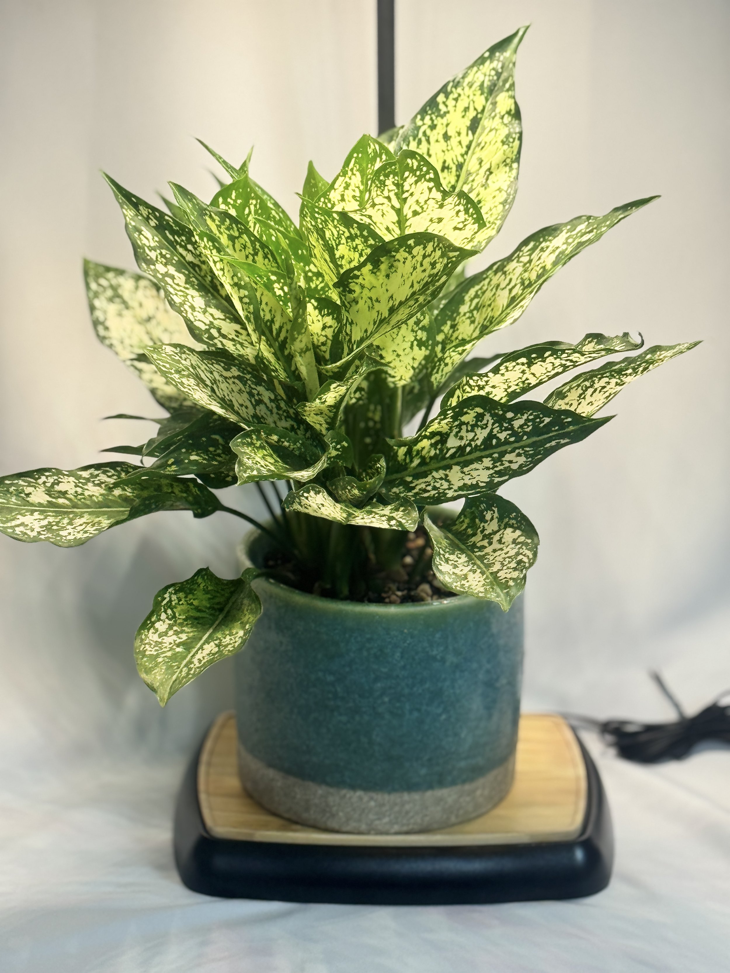 Aglaonema-3.jpg