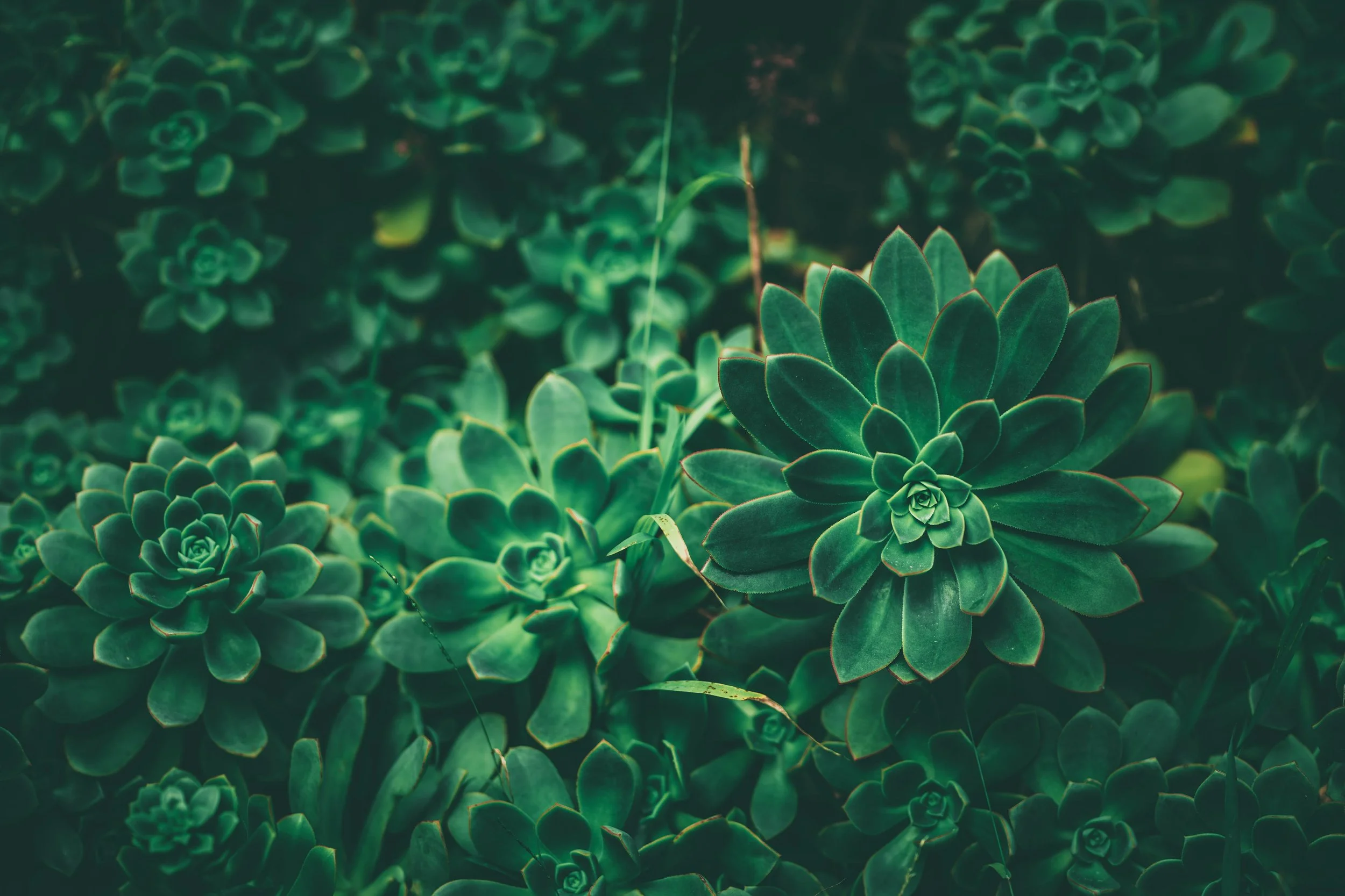 Close-up of green succulent plants with thick, fleshy leaves arranged in rosette shapes, in a lush green setting.