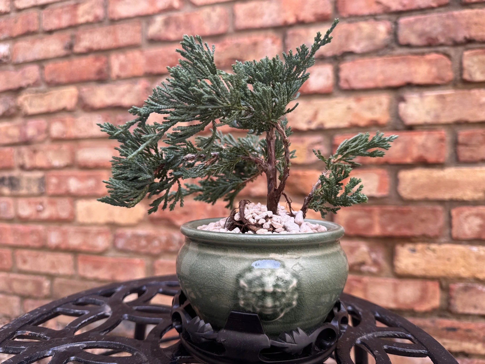 Blue-Rug-Juniper-Bonsai-1-web.jpg