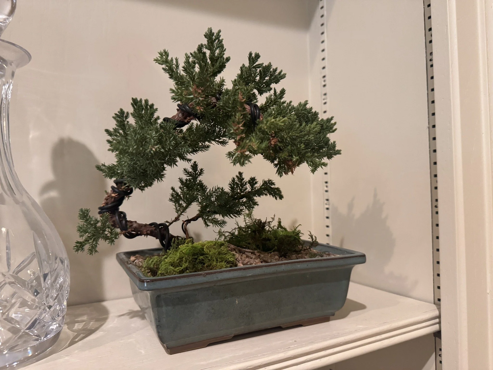 juniper-indoors-2-web.jpg