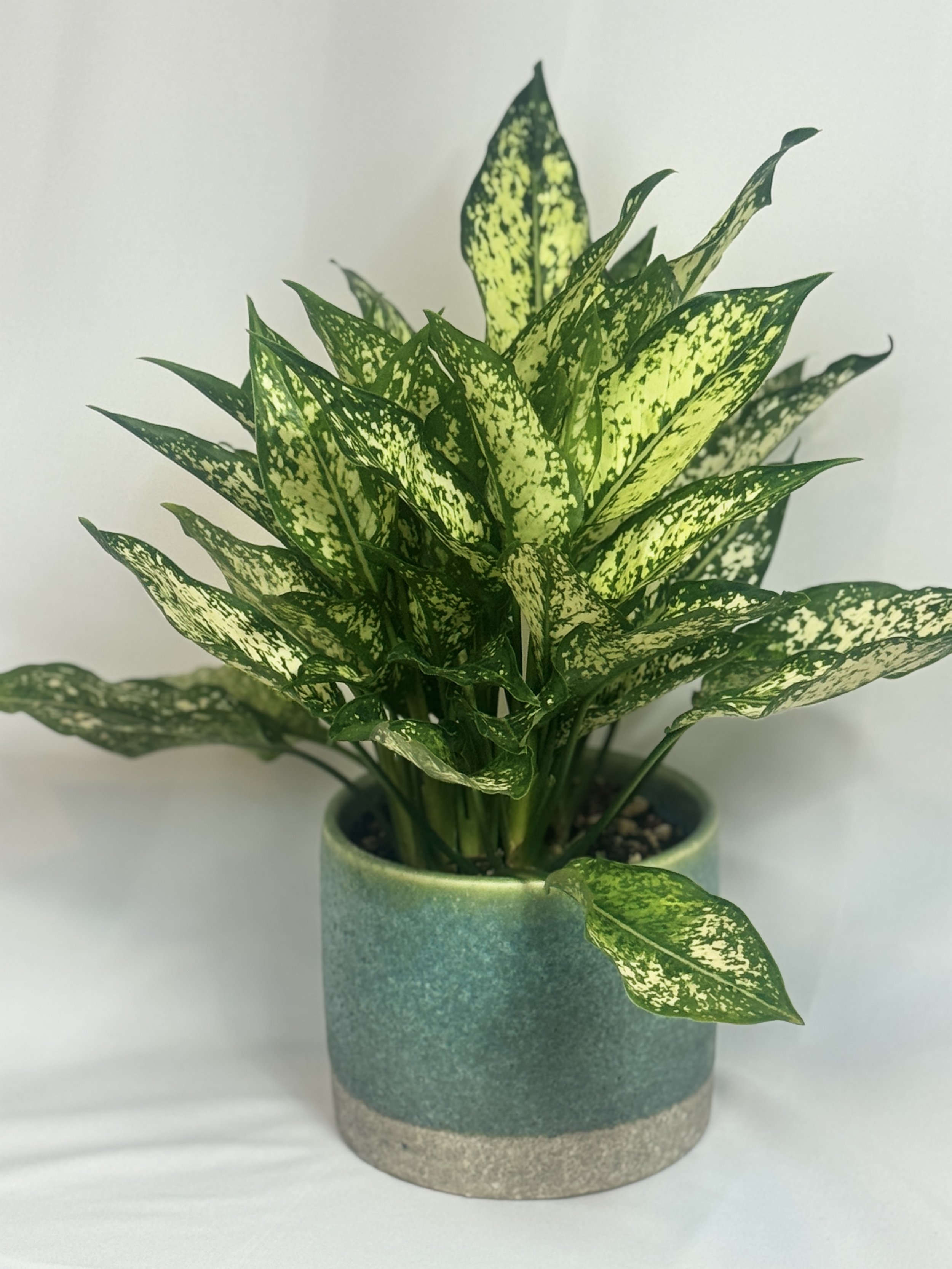 Chinese-Evergreen-3.jpg