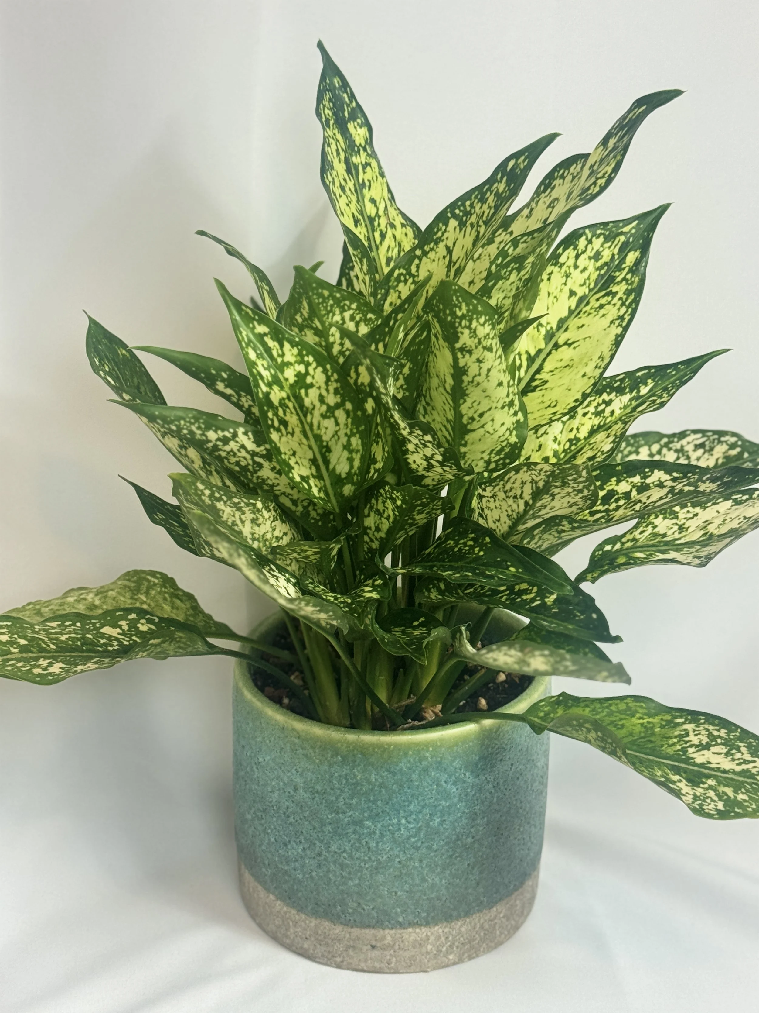 Chinese-Evergreen-5.jpg