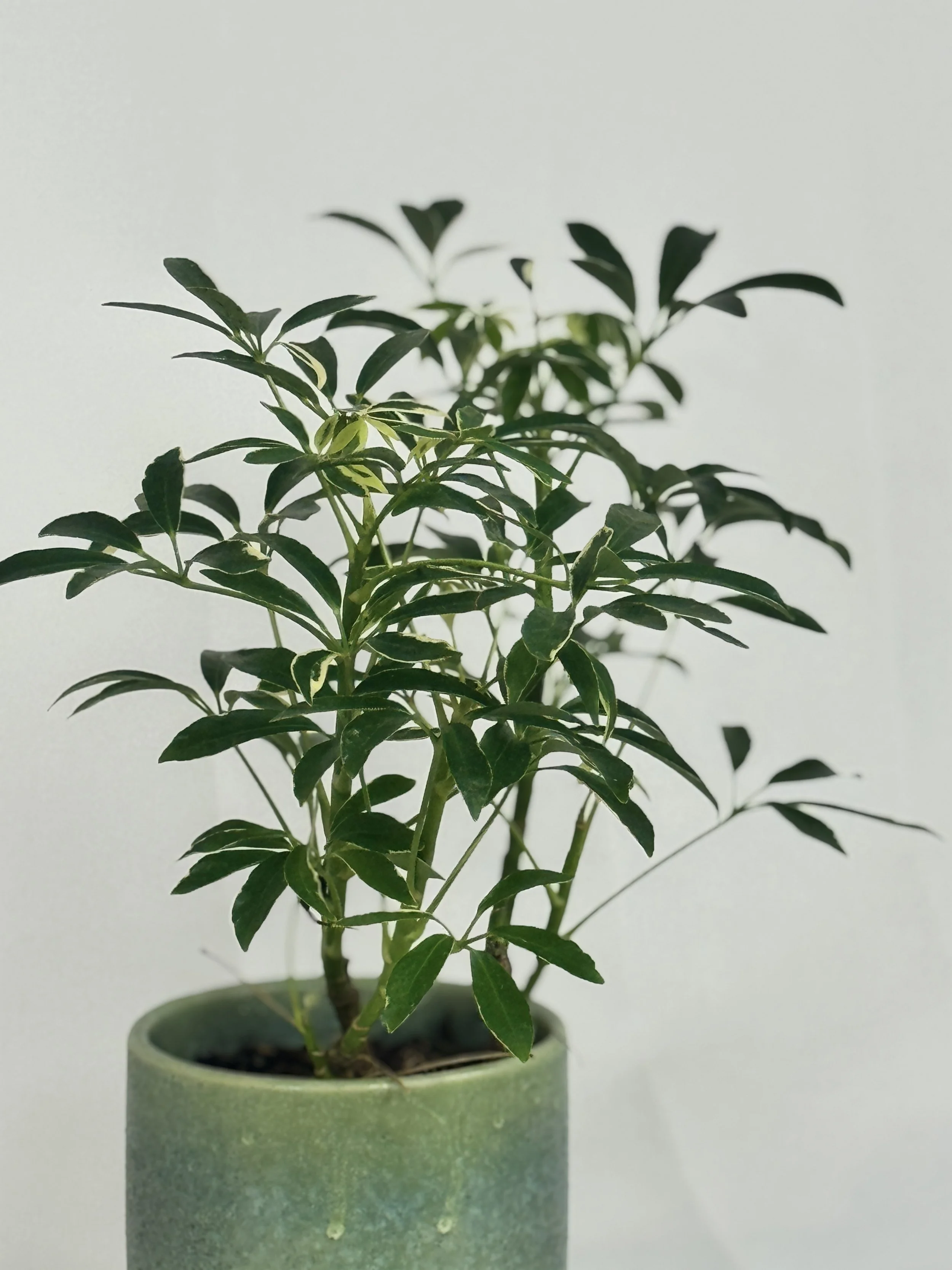 scheffler-a1arboricola-2.jpg