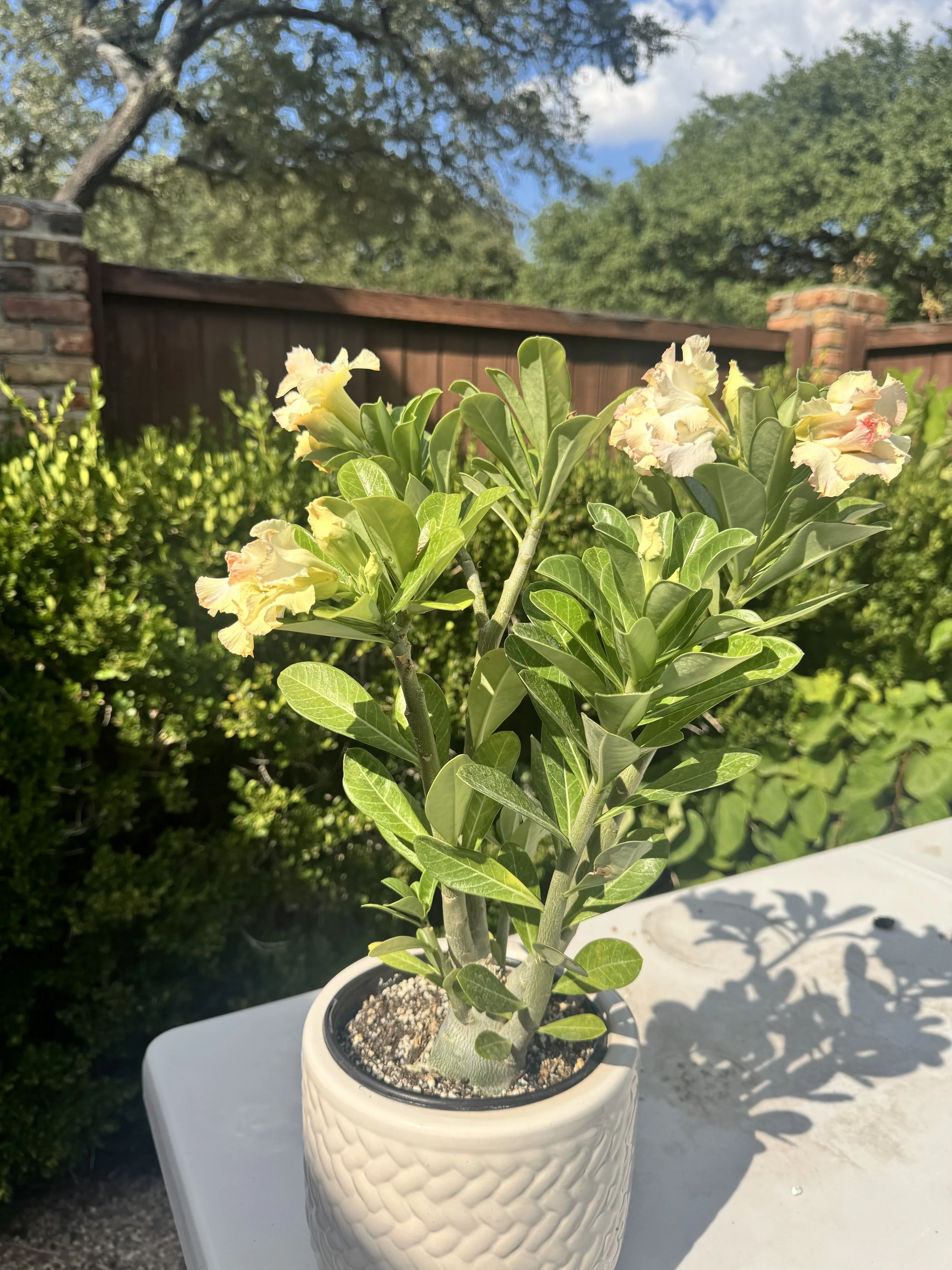 desert-rose-5.JPG