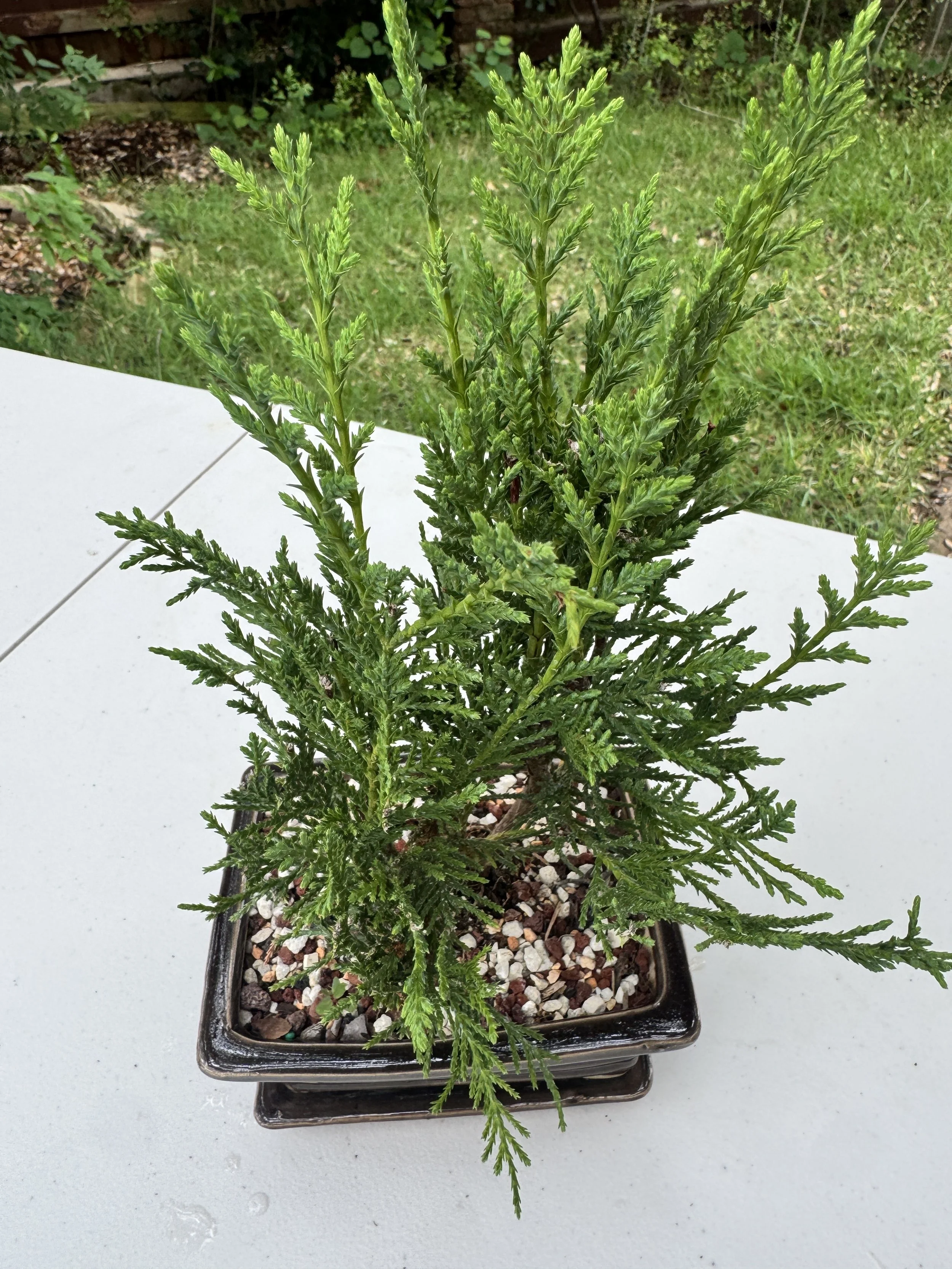juniper-sea-green-4.JPG