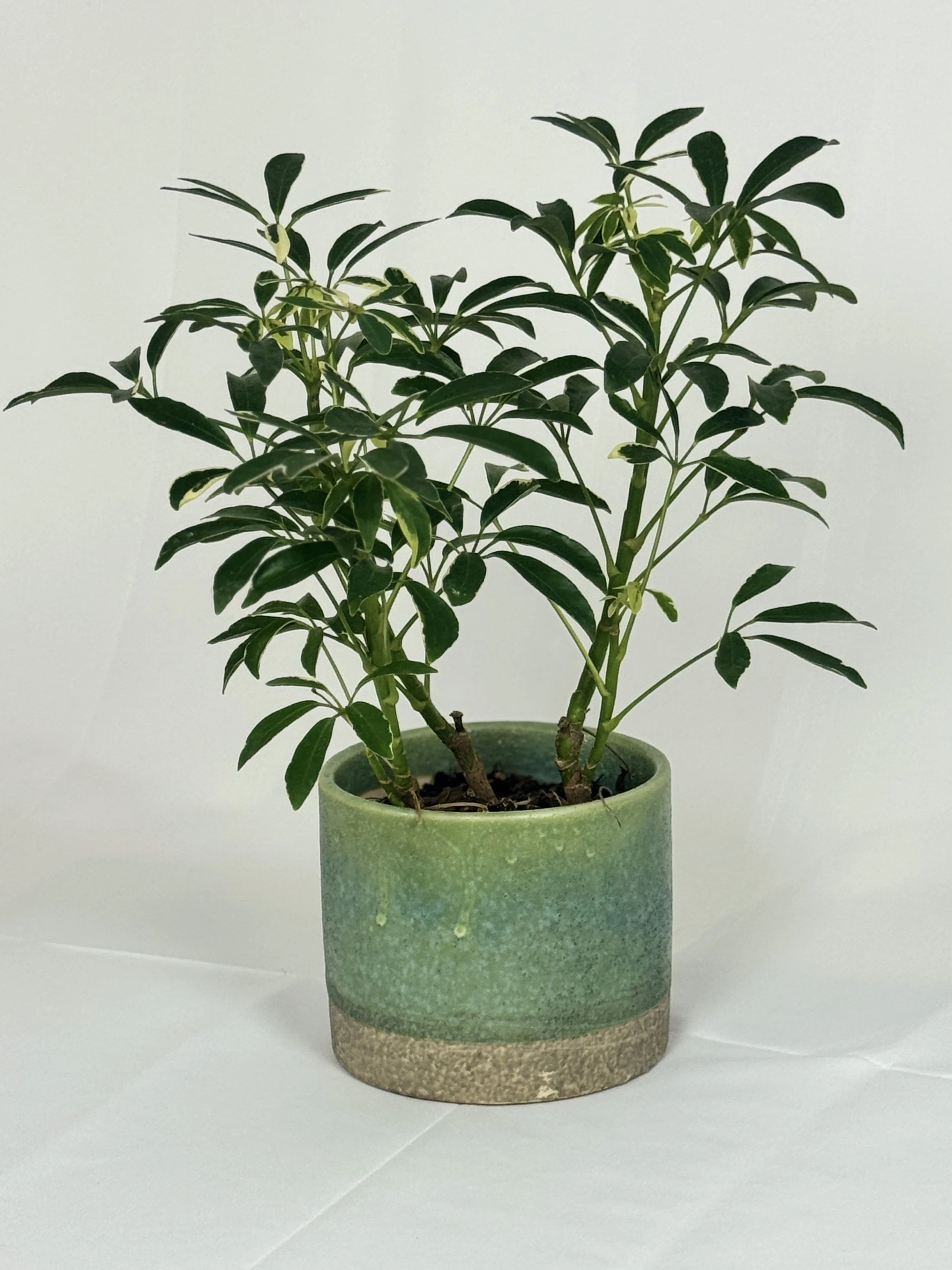 scheffler-a1arboricola-3.jpg