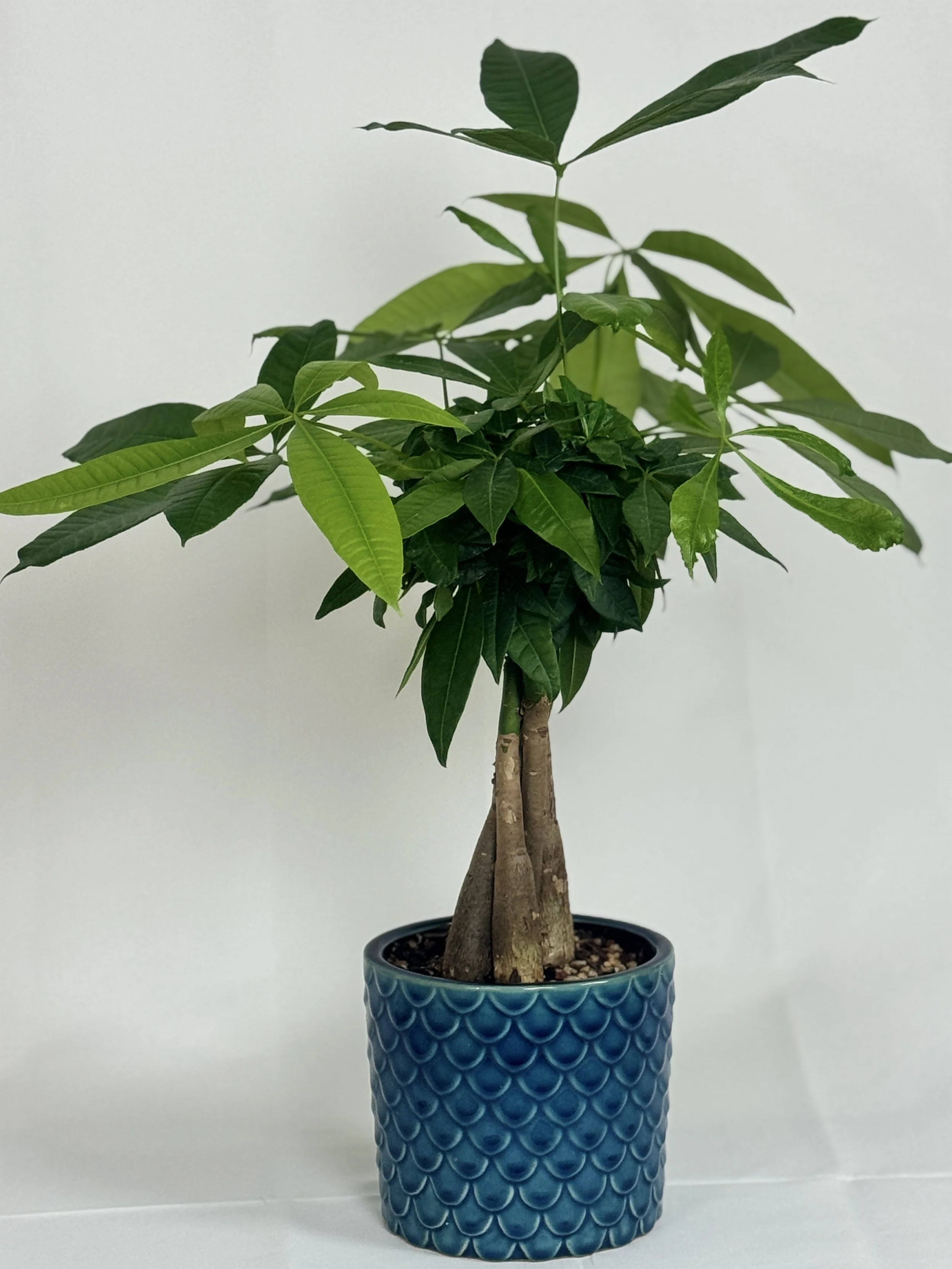 the-money-tree-5.jpg