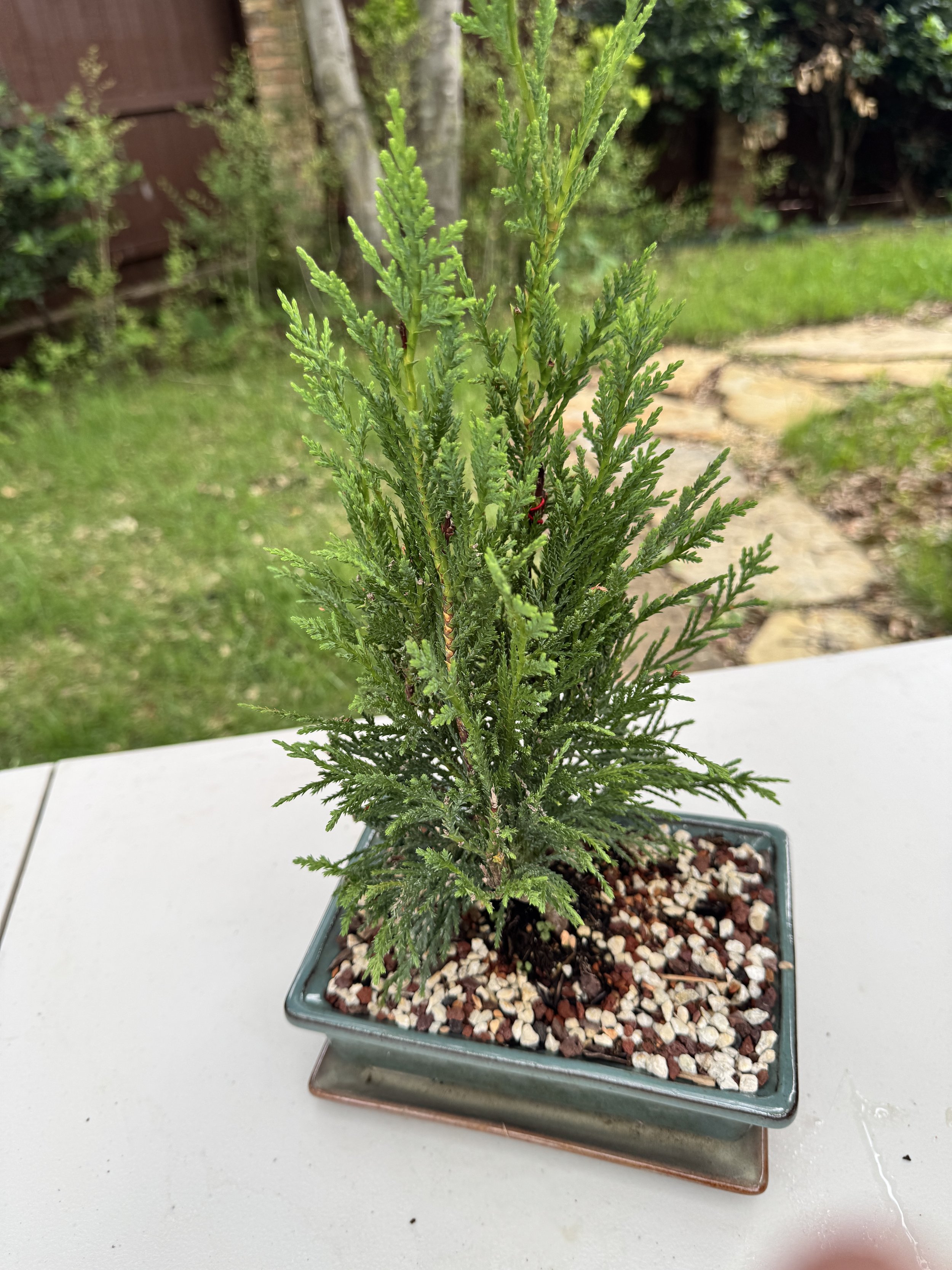 2-juniper-sea-green-6.JPG
